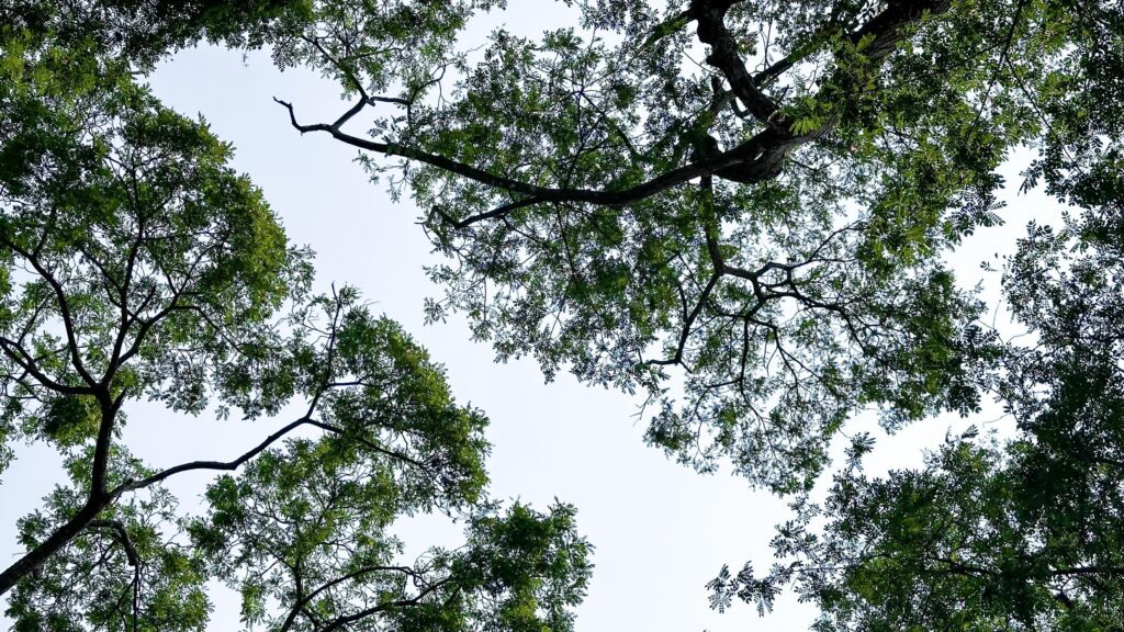 Look up view of tree tops leaves background Stock Free