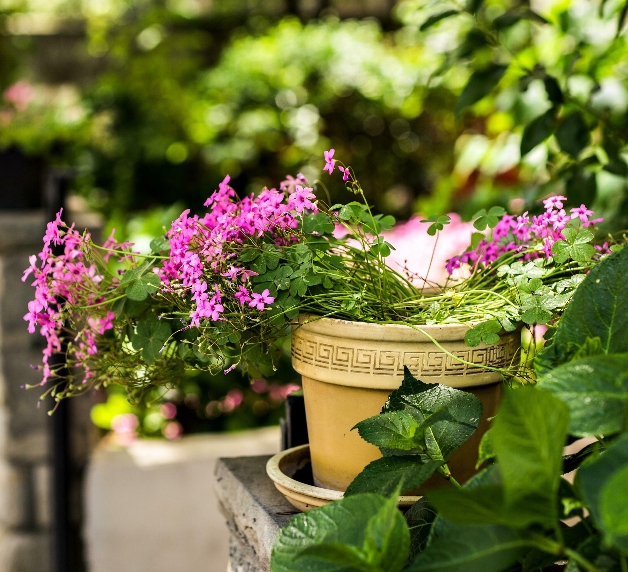 
									flower in pot Stock Free