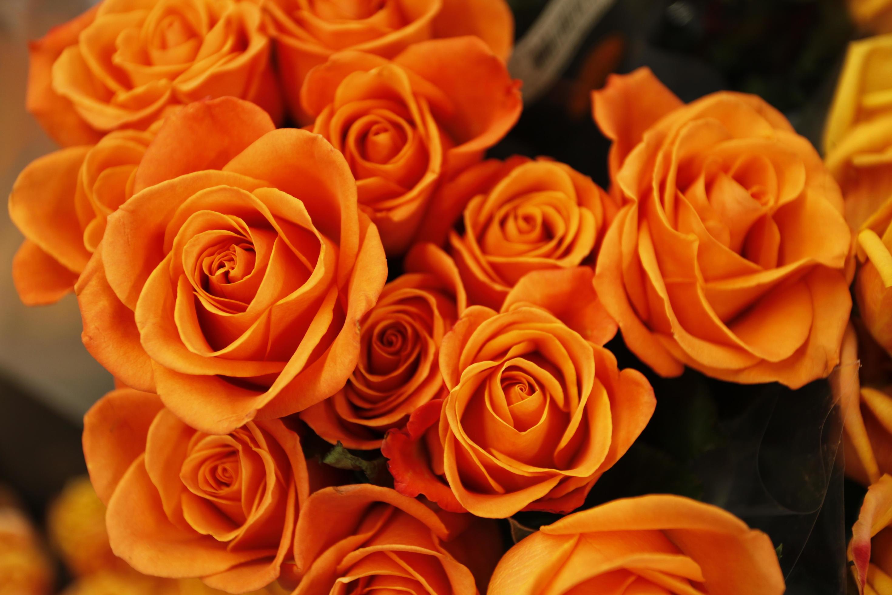 Close-up of orange flowers Stock Free