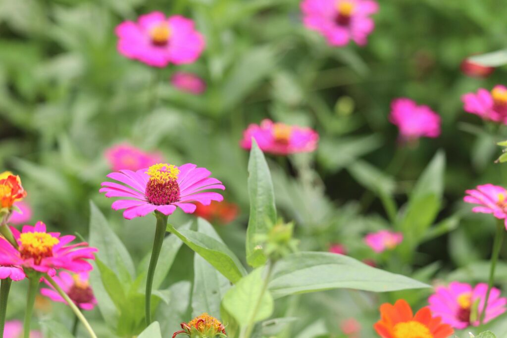 Beautiful bright purple pink zinnia blooming in summer flower field garden. Stock Free