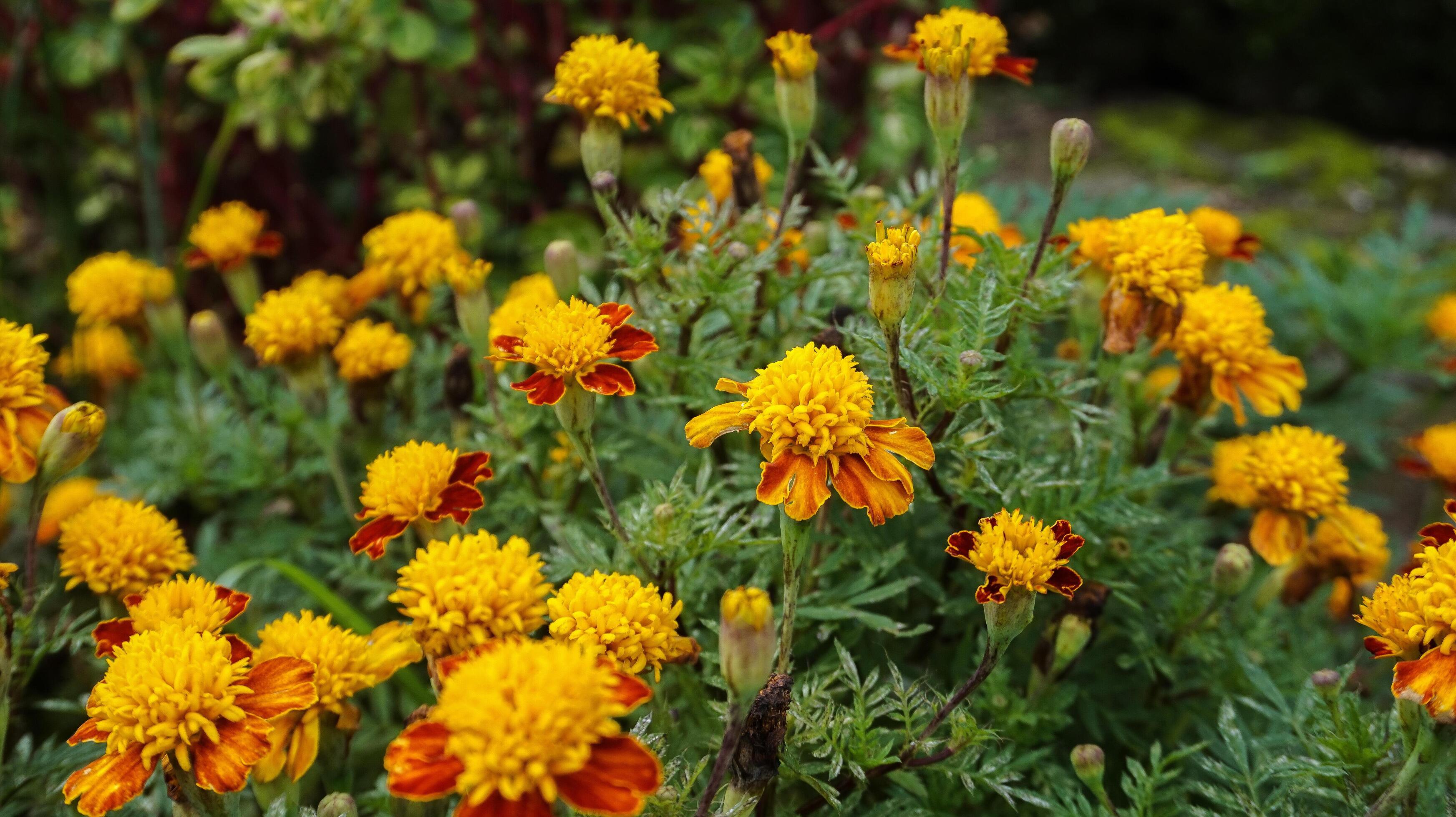 beautiful marigold flowers with nature background Stock Free