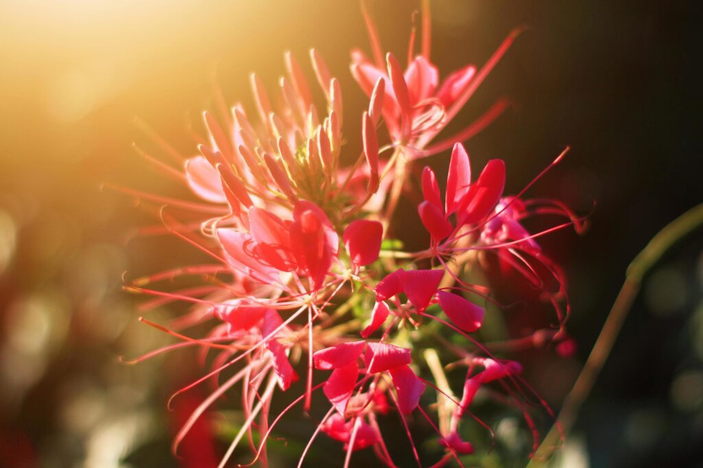 Beautiful blooming pink Cleome Spinosa Linn. or Spider flowers field in natural sunlight. Stock Free