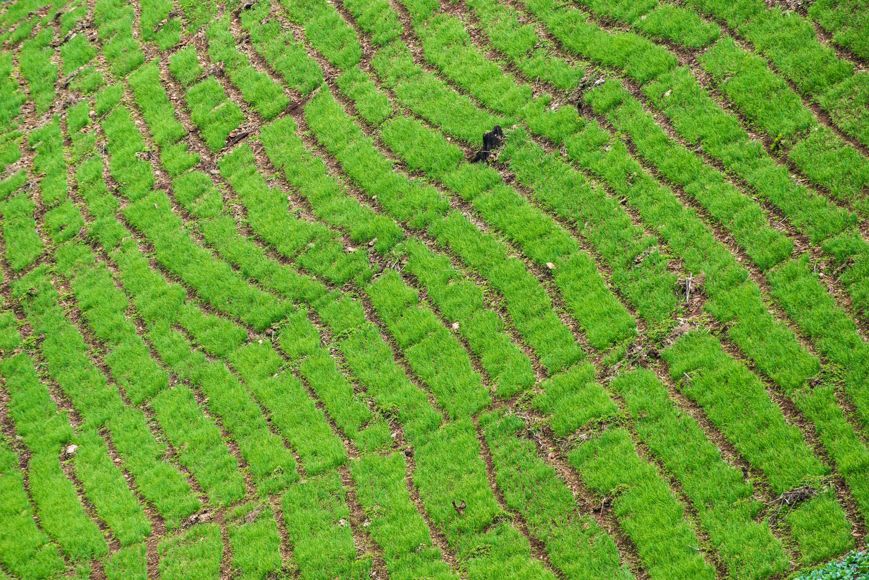 The green layer of nature in cultivation field in Northern Thailand. Stock Free