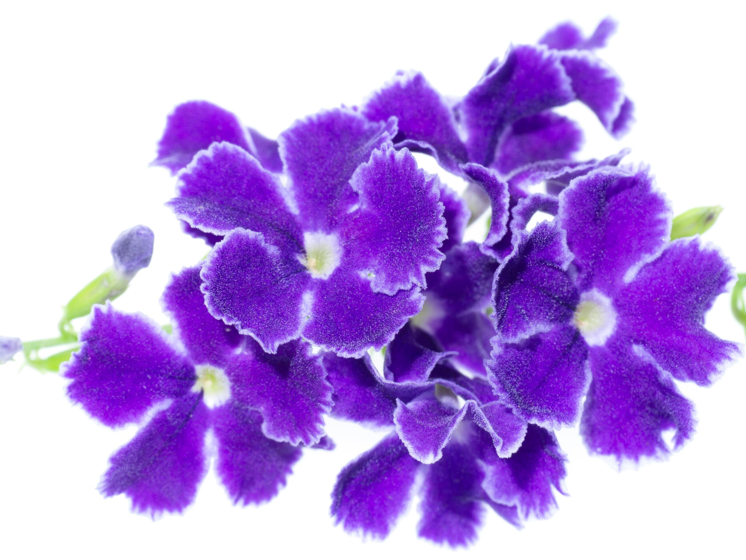 Duranta erecta flower on white background. Stock Free