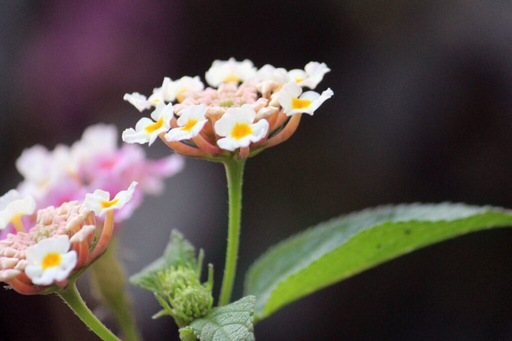 Small White Flowers Bunch Stock Free