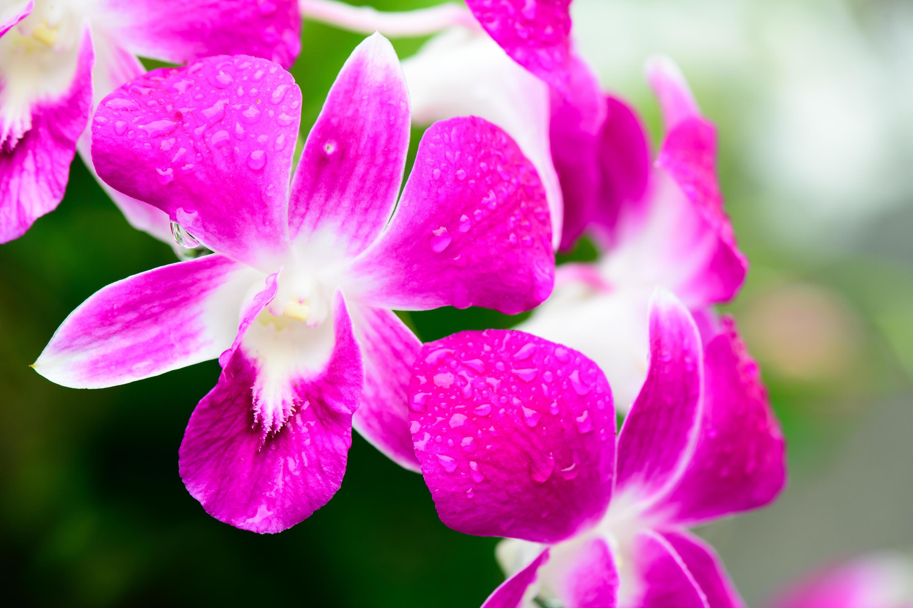 Purple fresh Orchids flowers in garden Stock Free