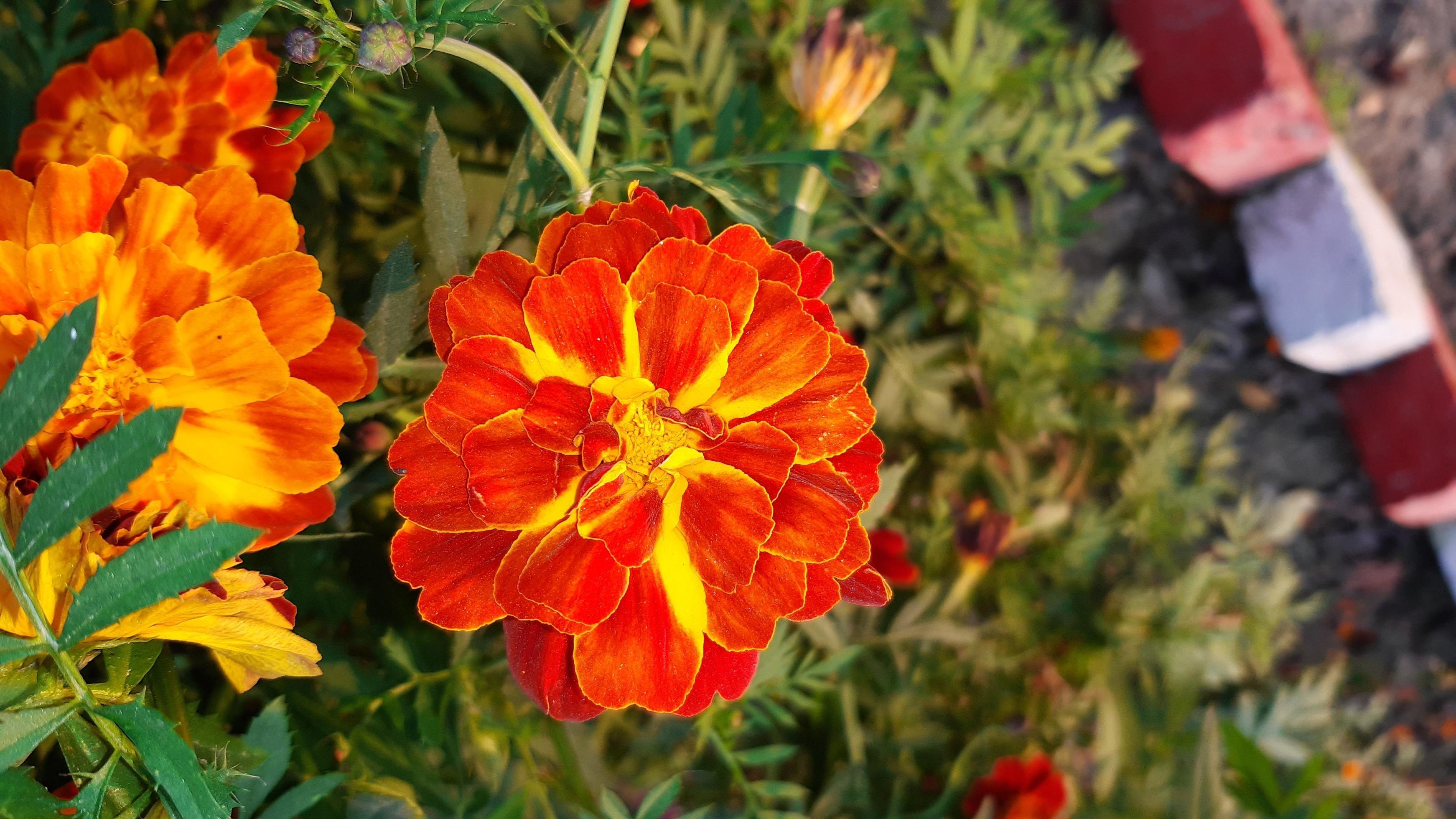 Spring blooming marigold flower Stock Free