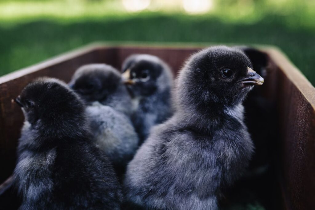 Black baby chicks Stock Free