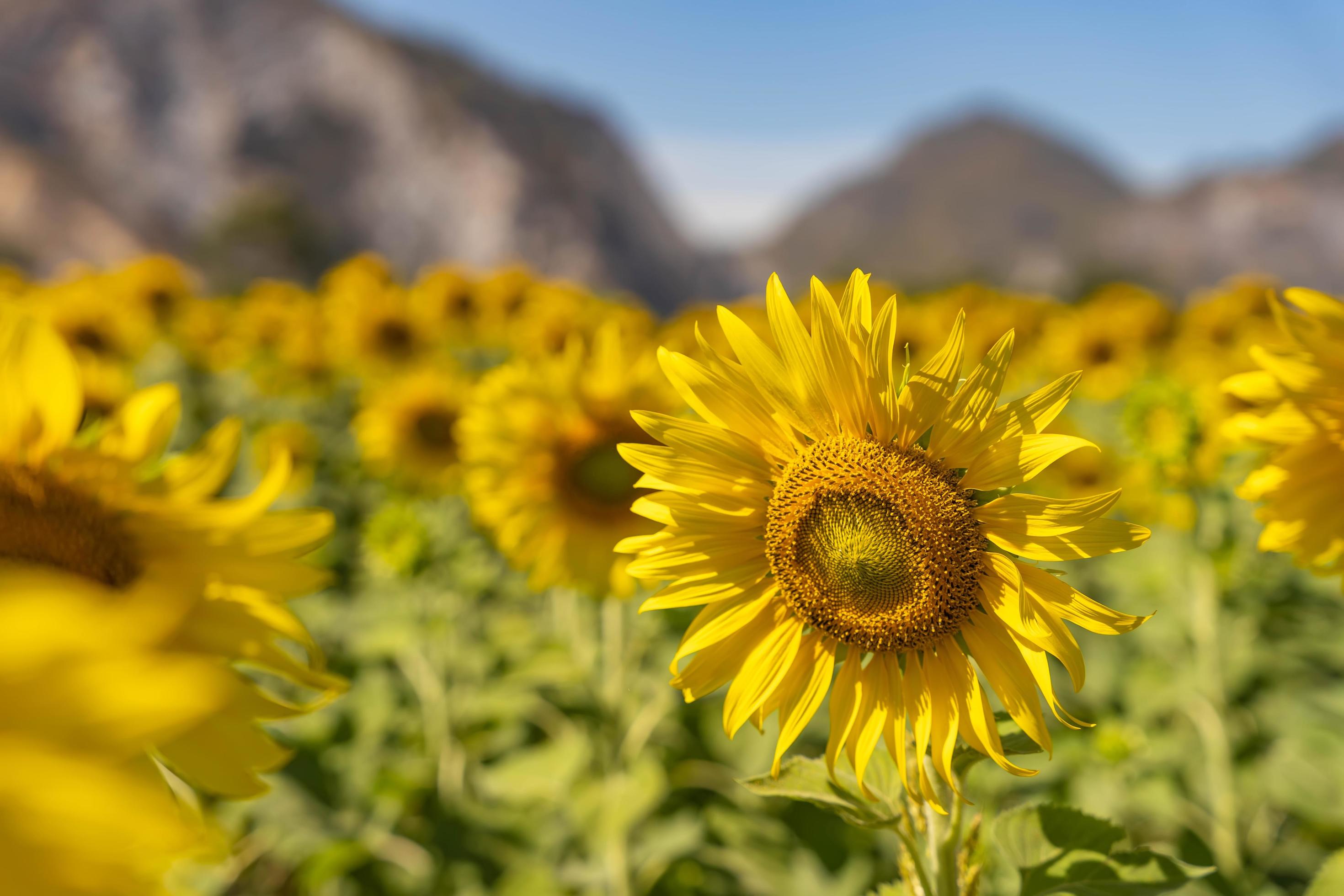 field of blooming yellow sunflowers in the summer season in sunflowers farm and other flowers with a mountain in backgrounds Stock Free