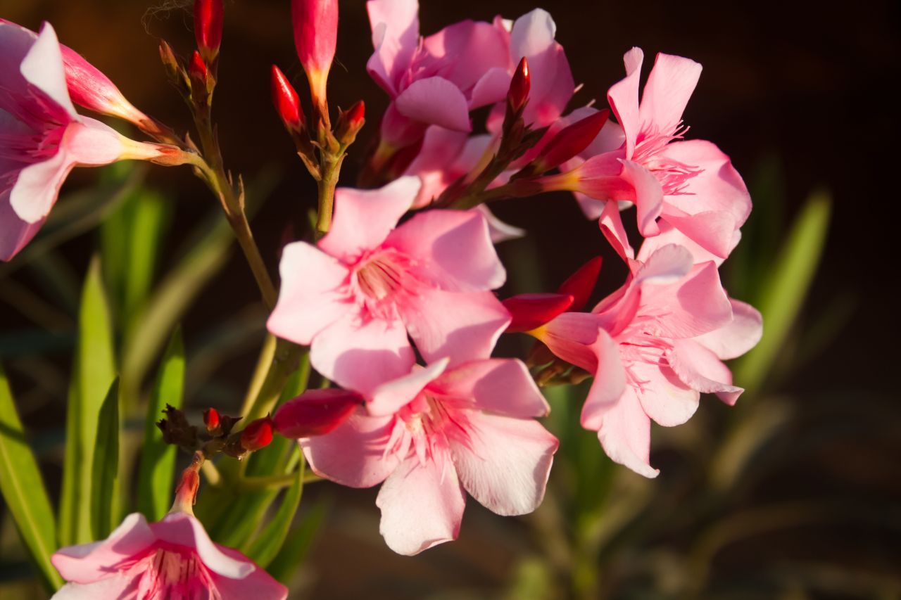 Pink Flowers Stock Free