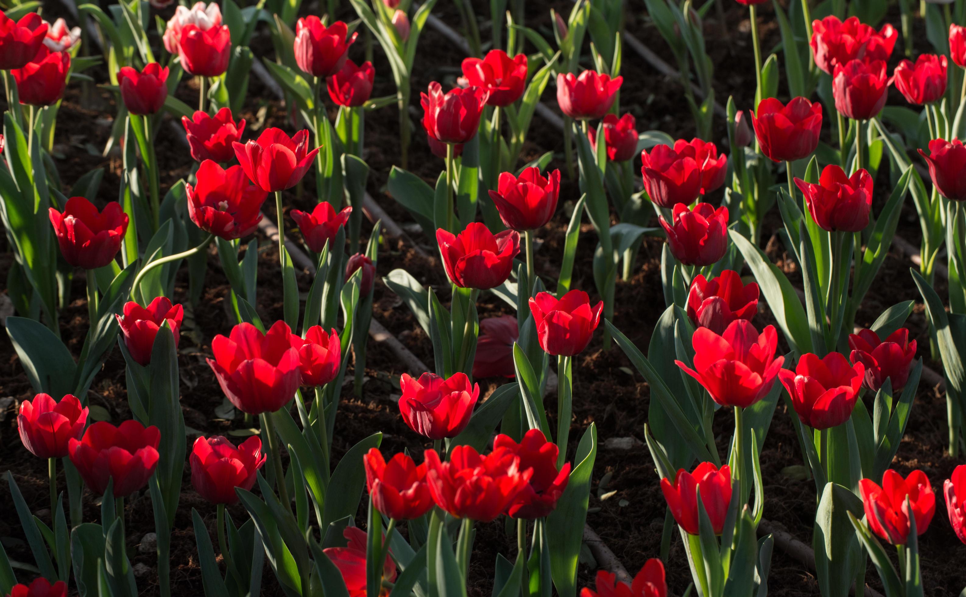 Group of Tulip flowers are spring blooming perennials that grow from bulbs, it is national popular flowers of Netherlands. Stock Free