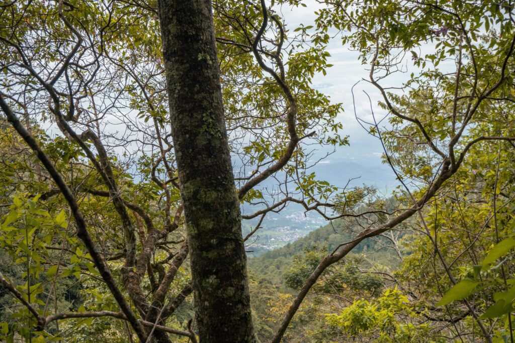 The way going to deep forest when spring time. The photo is suitable to use for adventure content media, nature poster and forest background. Stock Free