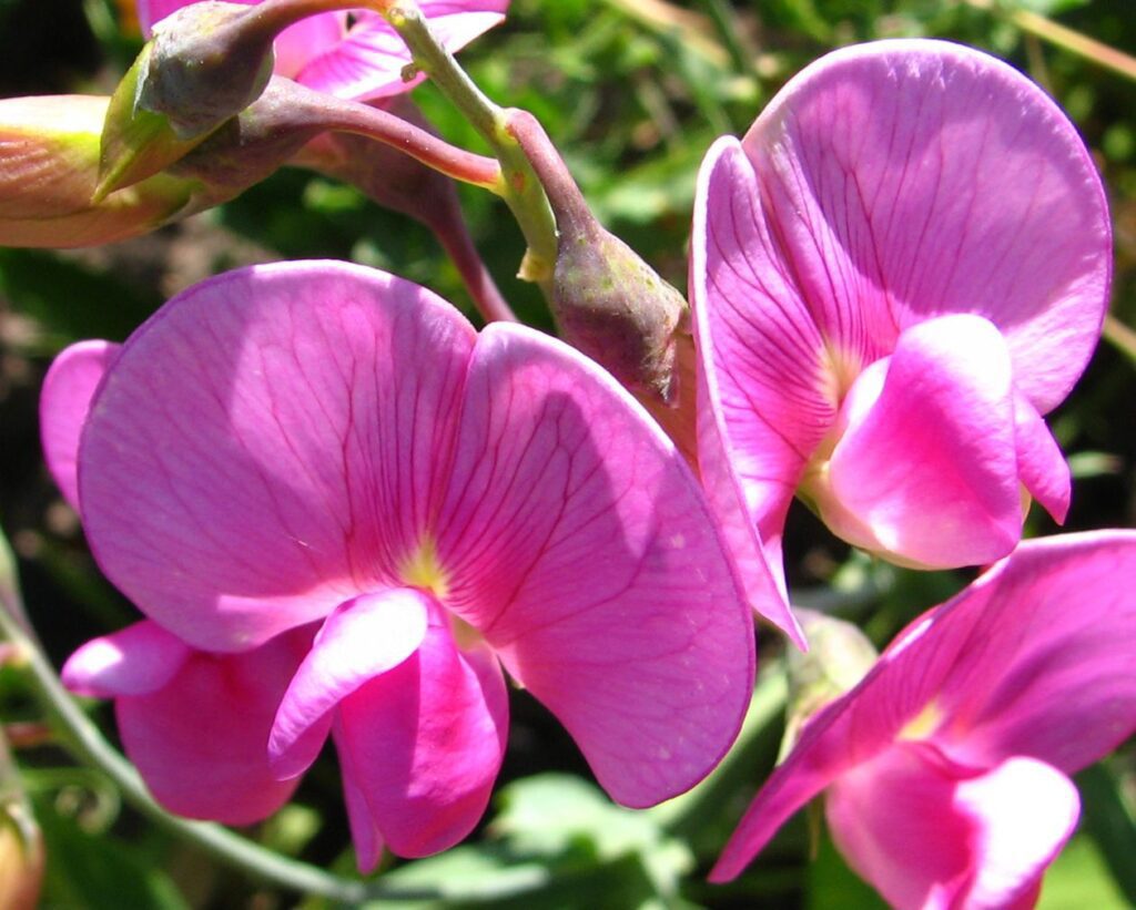 Chaparral pea flowers Stock Free