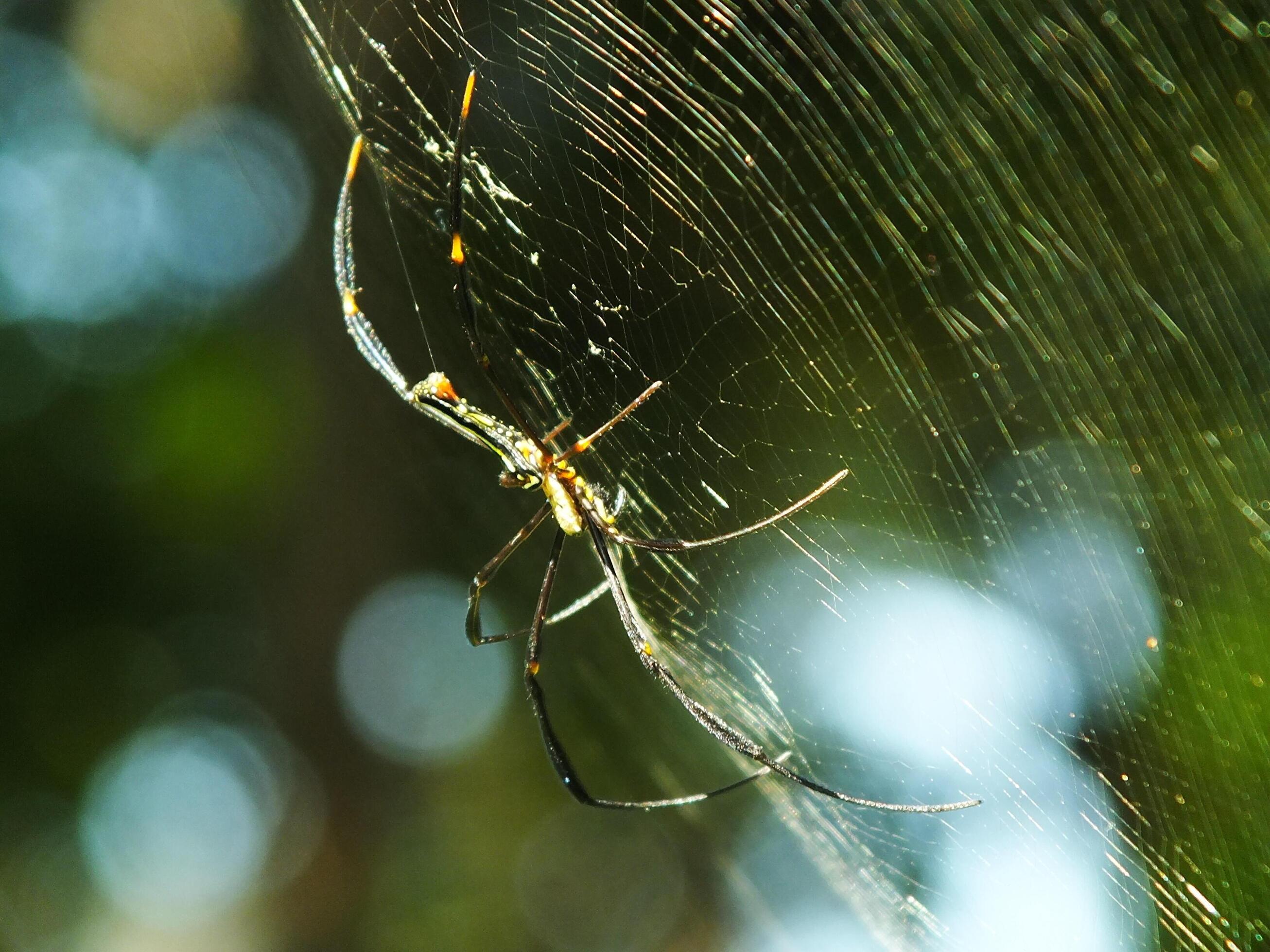 Spider in the cobweb with natural green forest background. A large spider waits patiently in its web for some prey Stock Free