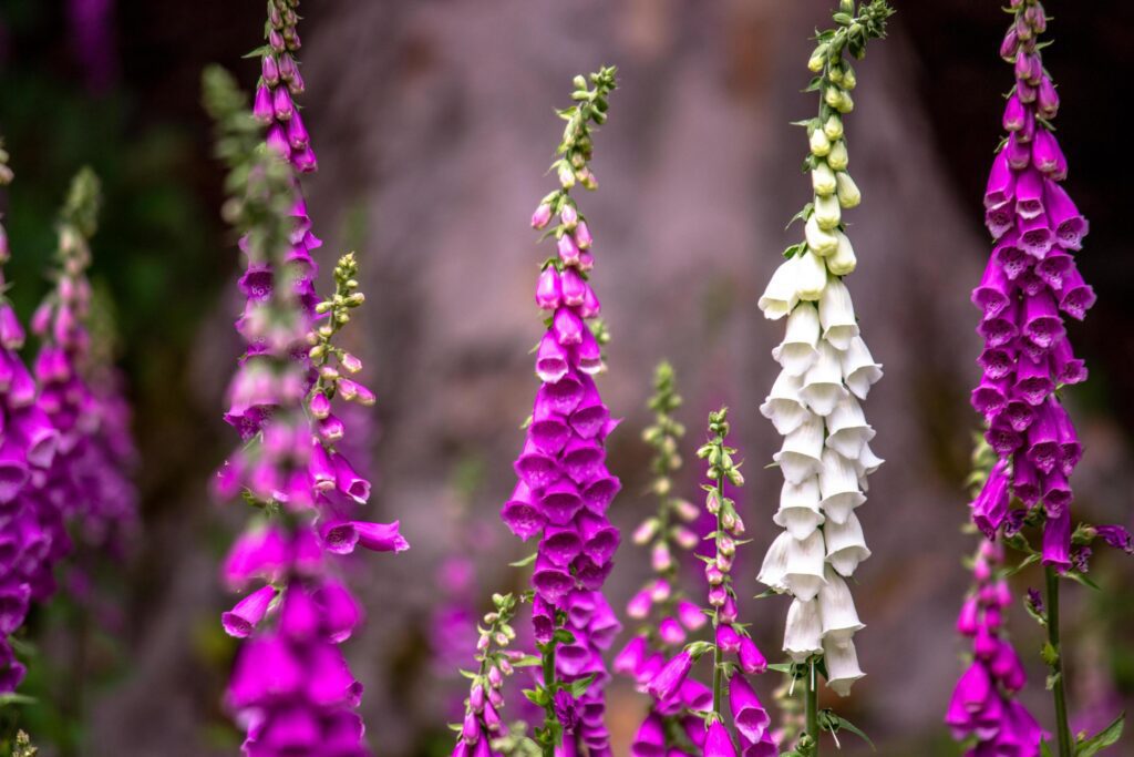 Close-up of foxglove flowers Stock Free