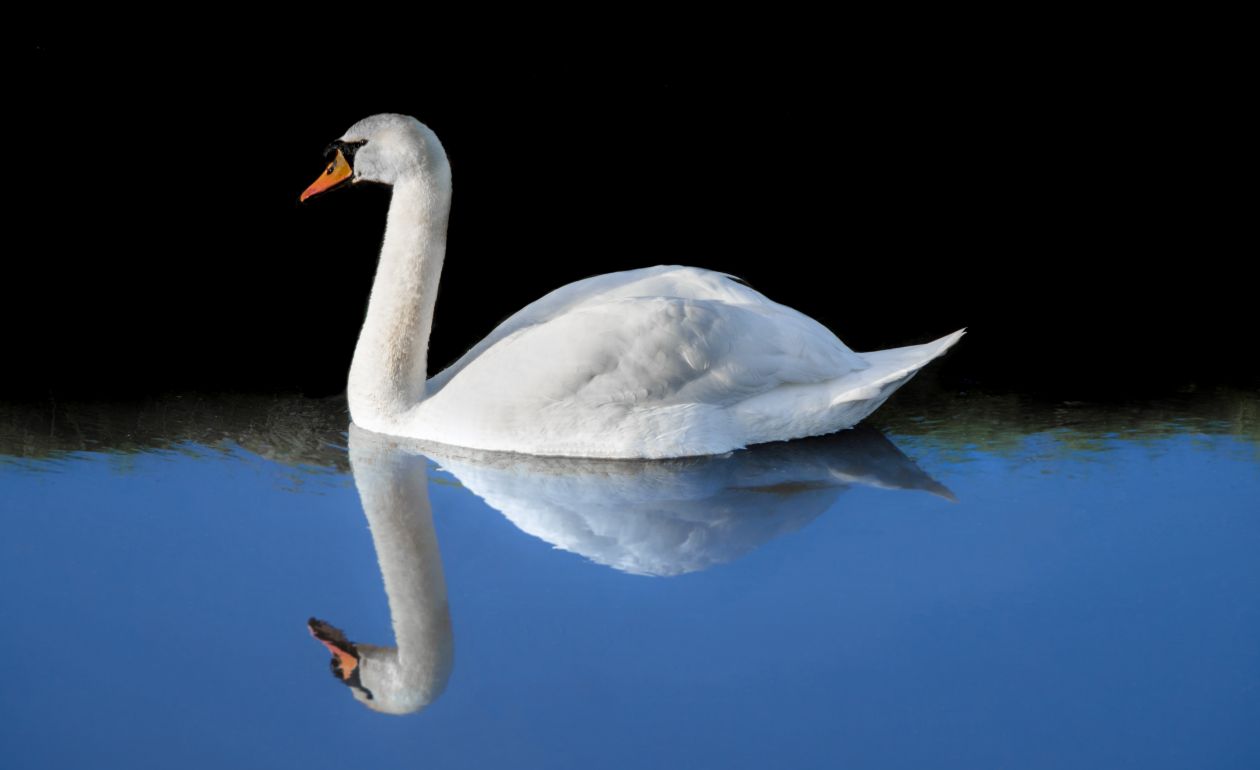 Swan reflection Stock Free