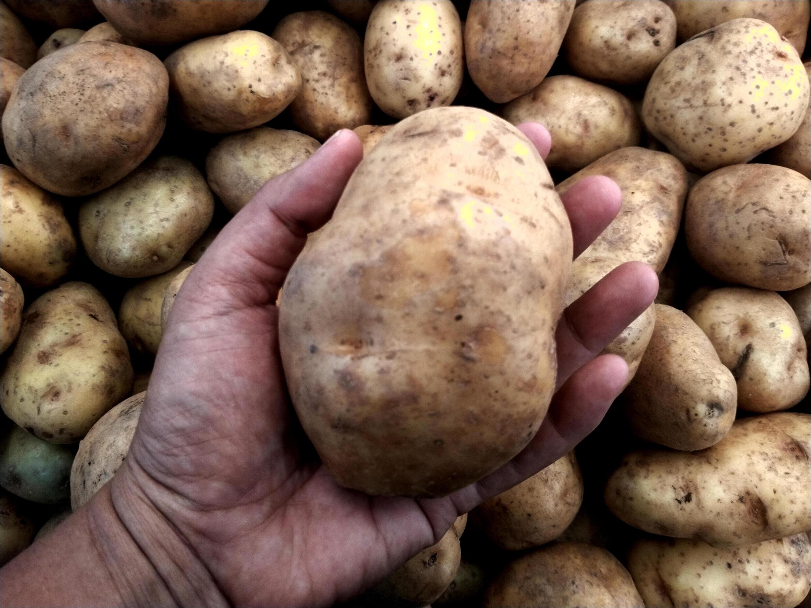 Hand holding up a potatoes, with a blurred a bunch of potatoes as a background. Fresh vegetables on a stall. Stock Free