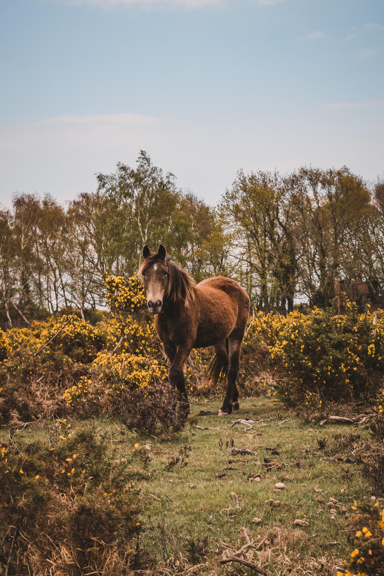 Brown wild horse in nature. Stock Free