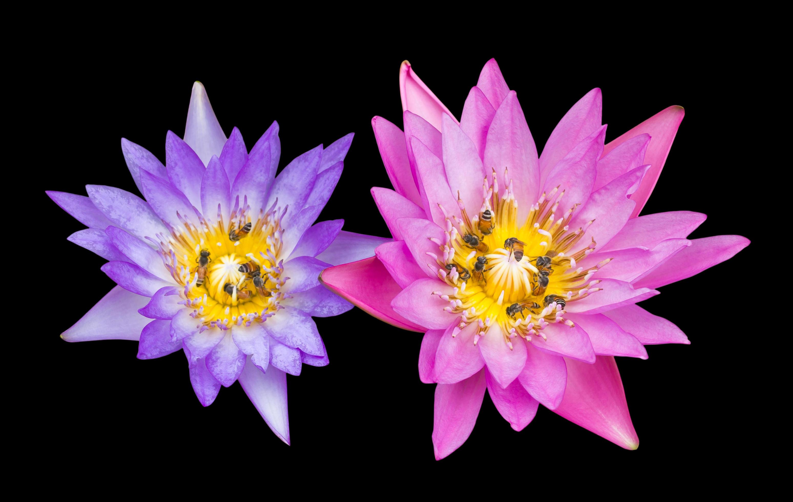 Pink with purple lotus flowers on a black background. Stock Free