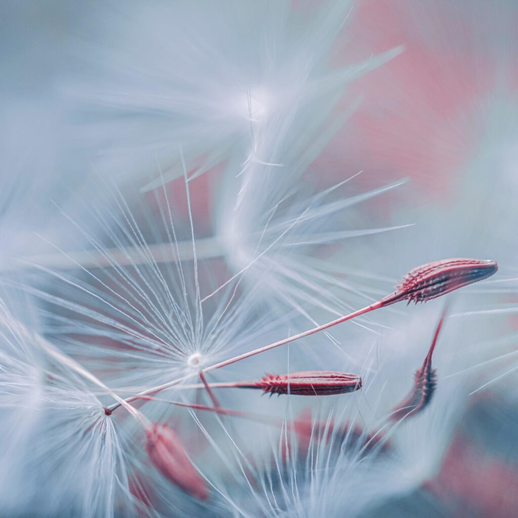 beautiful dandelion flower seed in spring season Stock Free