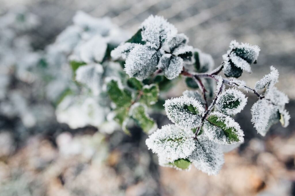 Detail of leaves covered in frost Stock Free