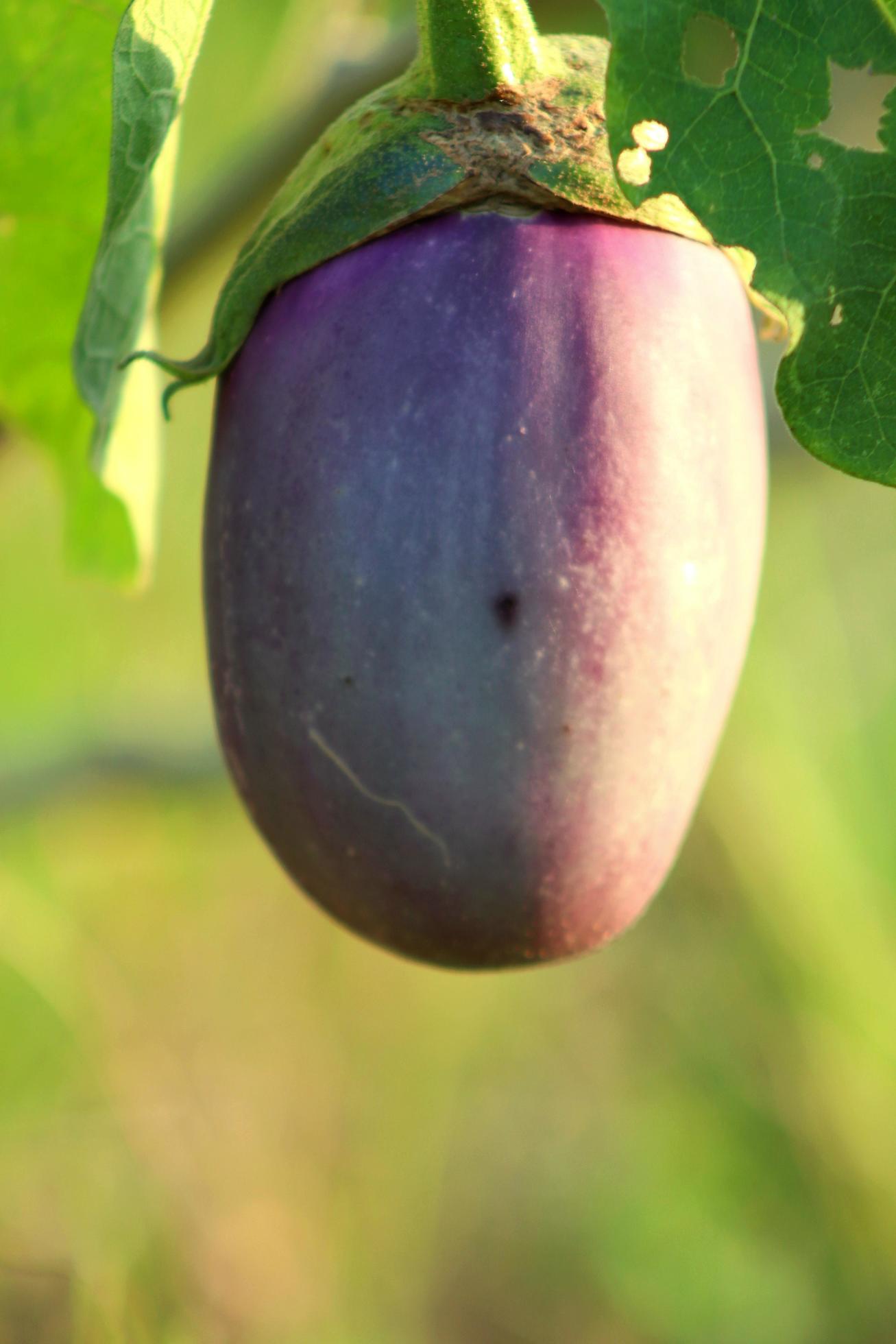 Organic plants, purple eggplant fruit vegetables, natural healthy vitamin foods Stock Free