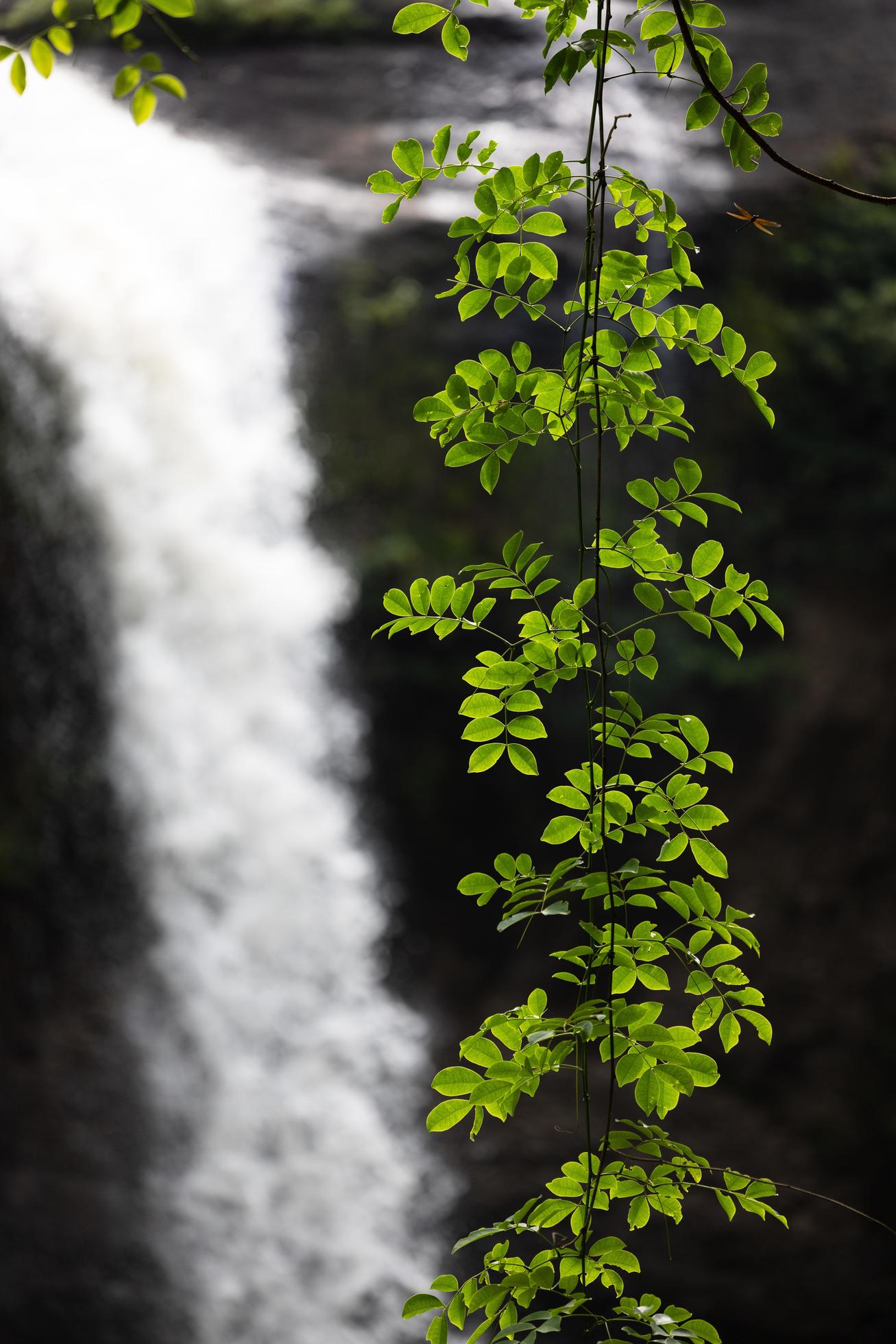 A natural waterfall in a big forest in the midst of beautiful nature. Stock Free