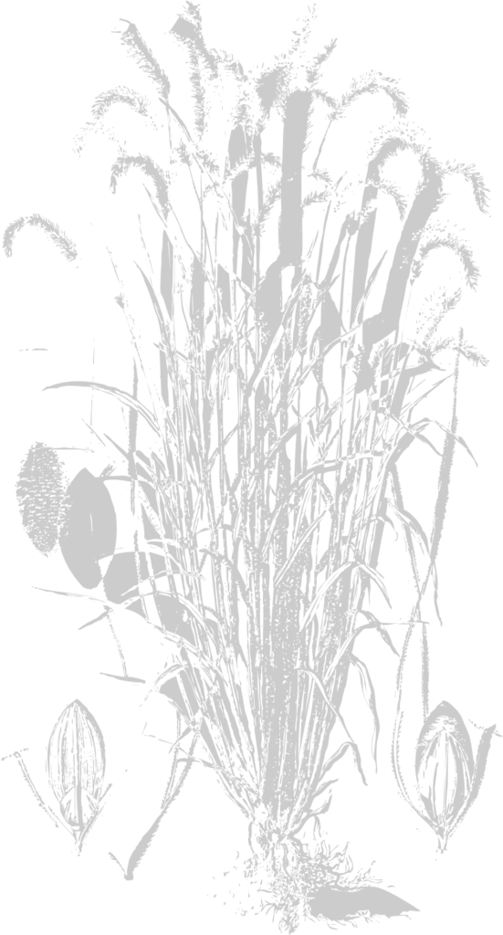 Farm wheat Free Vector and Free SVG