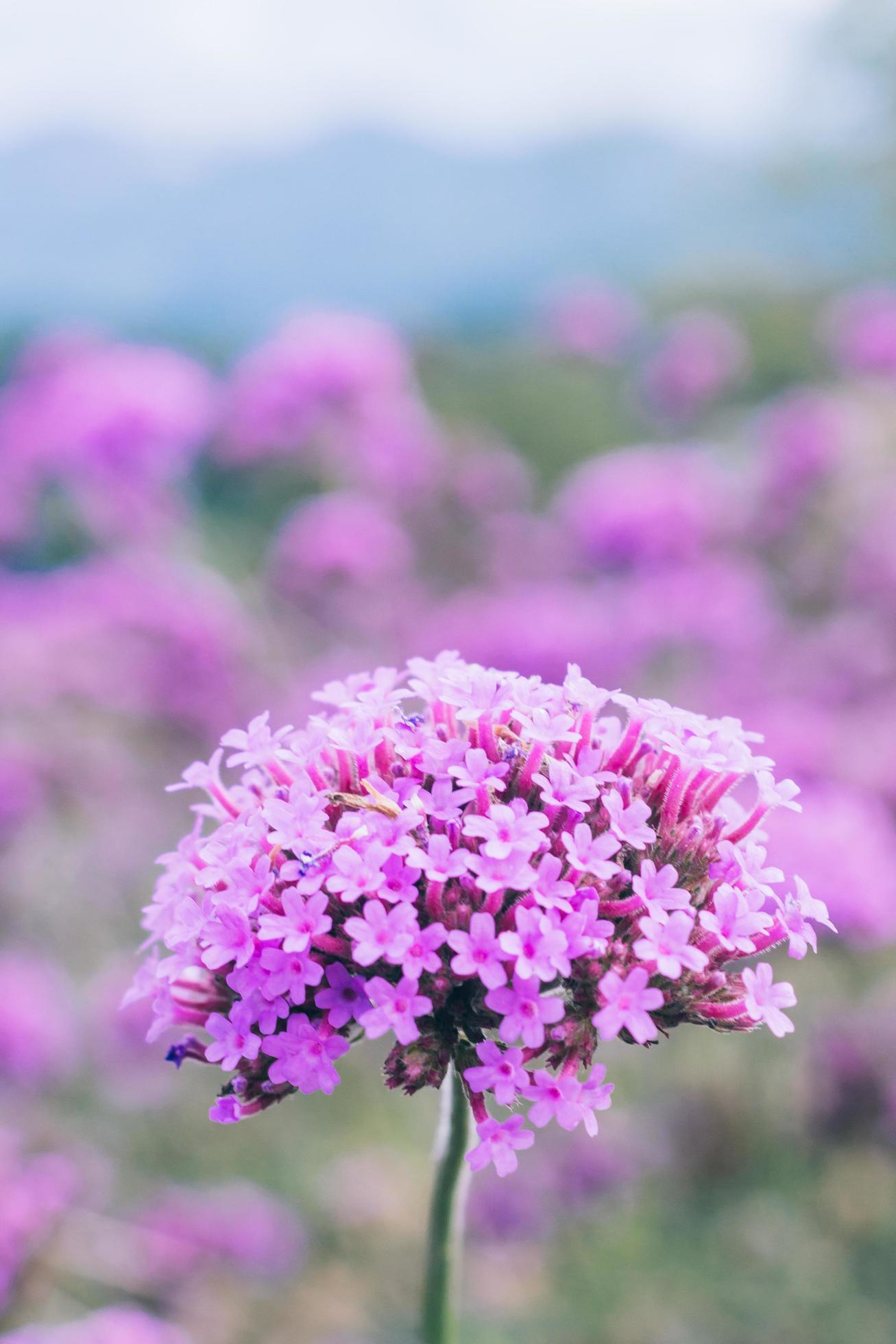 Purple flowers on beautiful bokeh background. Stock Free