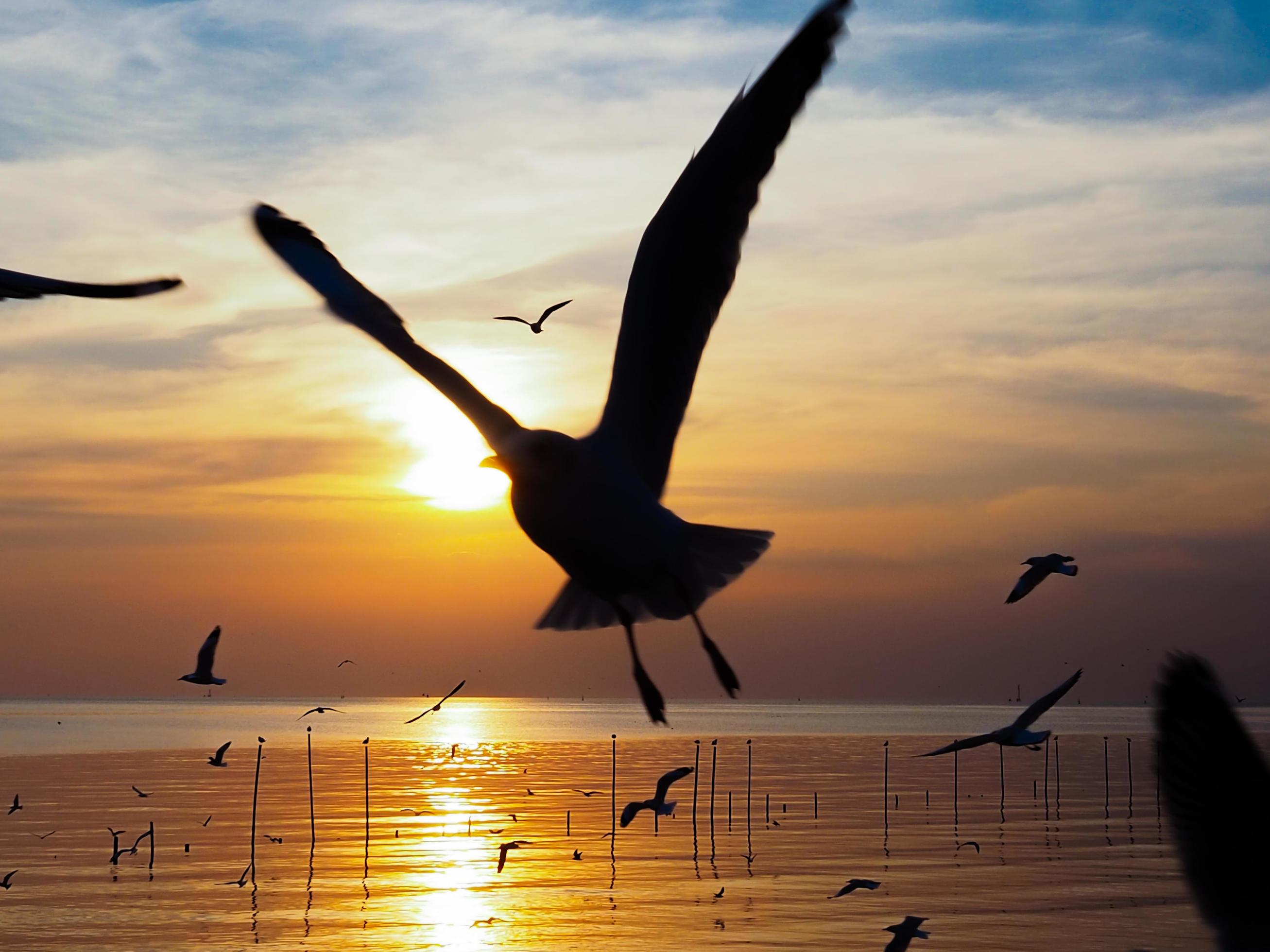 Flock of birds flies above the sea surface. Bird flying back to nest in natural sea and golden sky background during beautiful sunset. Stock Free