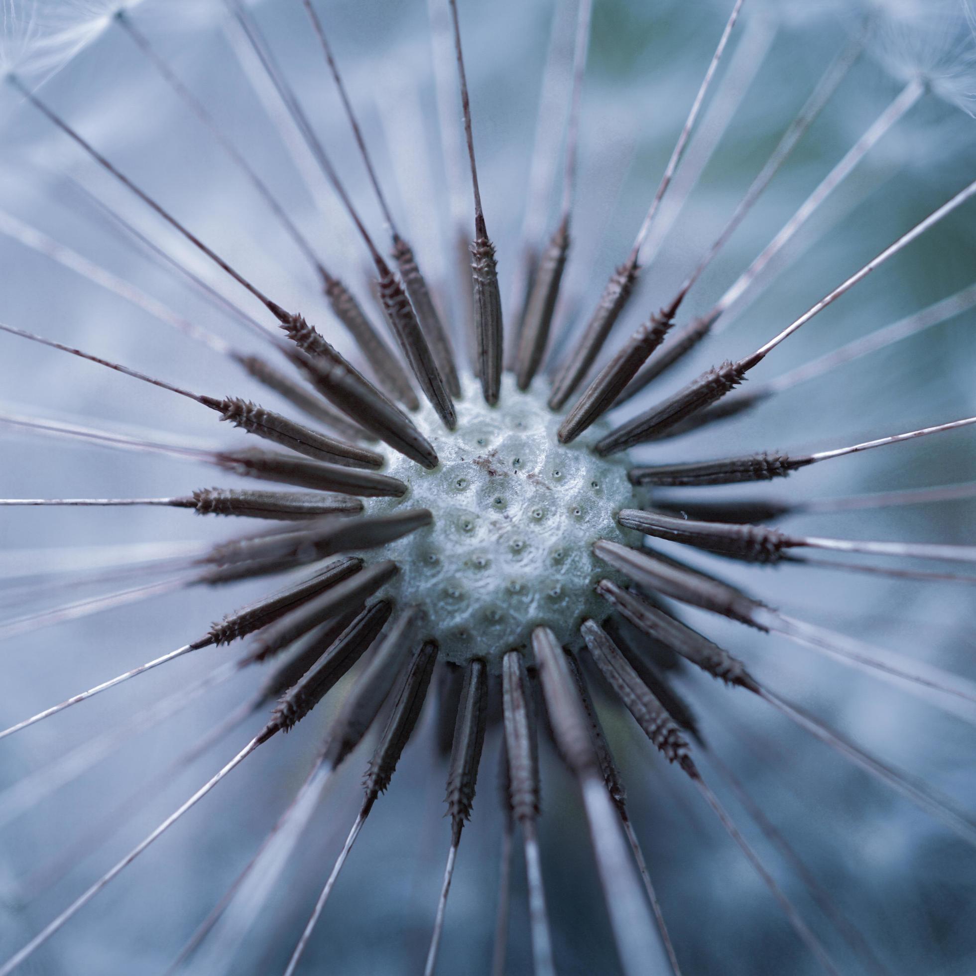 beautiful dandelion flower seed in springtime Stock Free