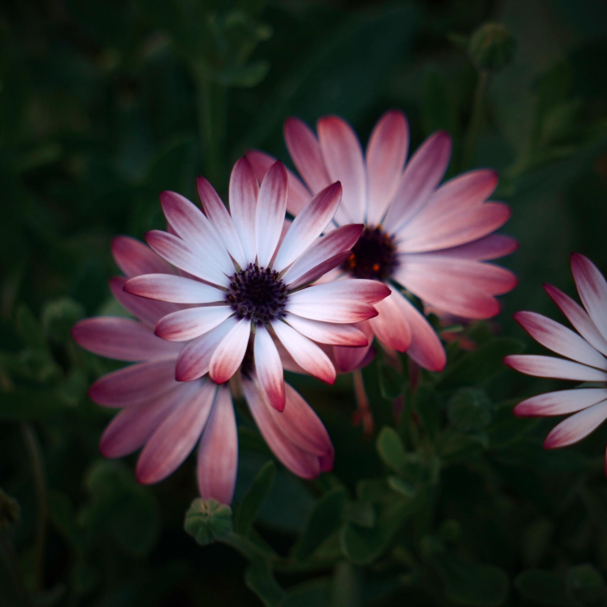 Romantic pink flowers in the garden in spring season Stock Free