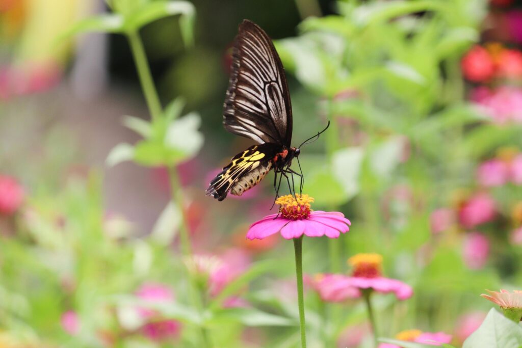 Colorful butterfly insect animal flying on beautiful bright zinnia flower field summer garden, wildlife in nature background.. Stock Free