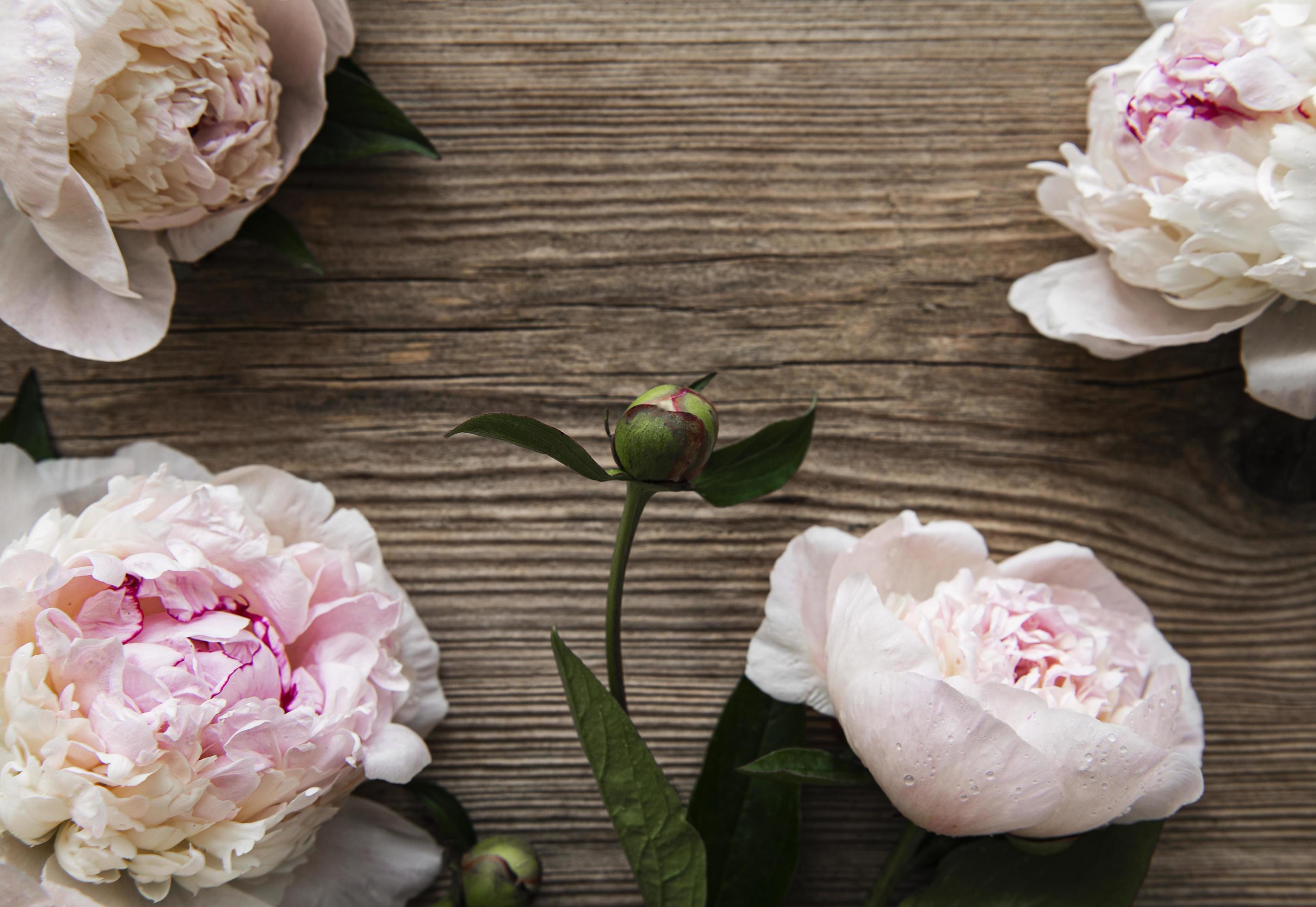 Pink peony flowers as a border Stock Free