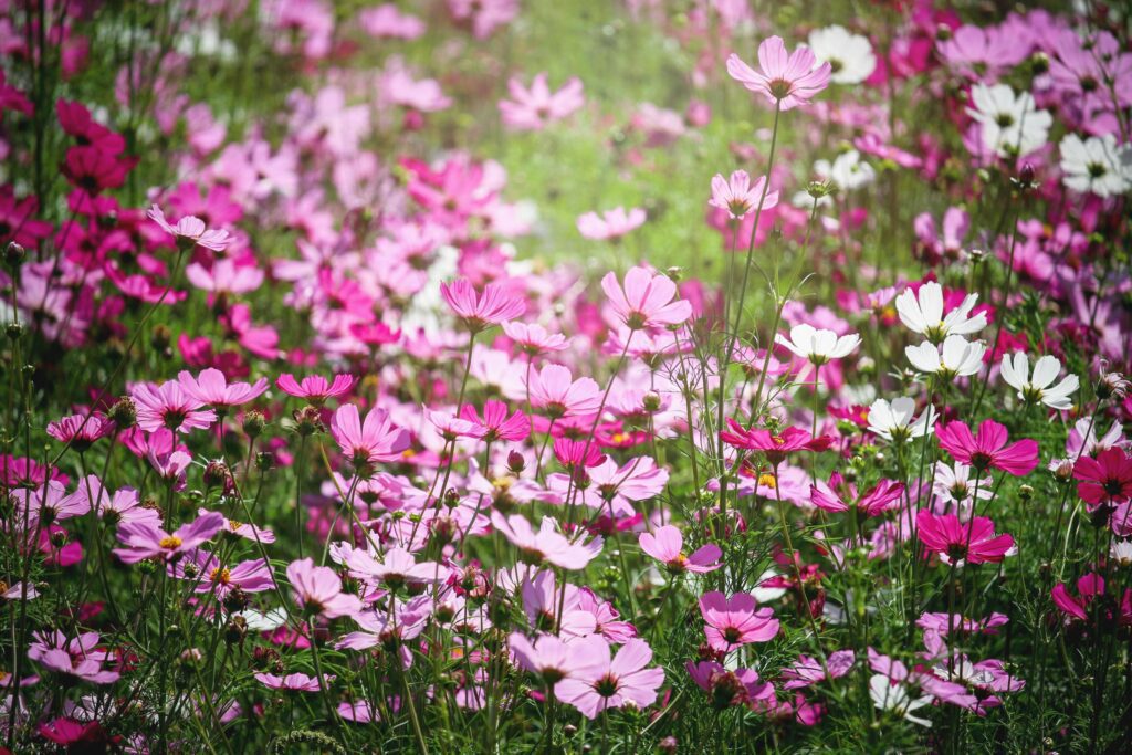 Pink cosmos flower blooming cosmos flower field, beautiful vivid natural summer garden outdoor park image. Stock Free