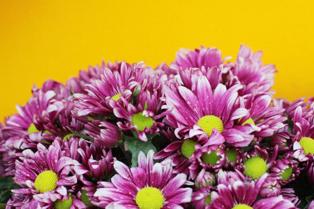 Blooming pink Chrysanthemum flowers on yellow wall background Stock Free