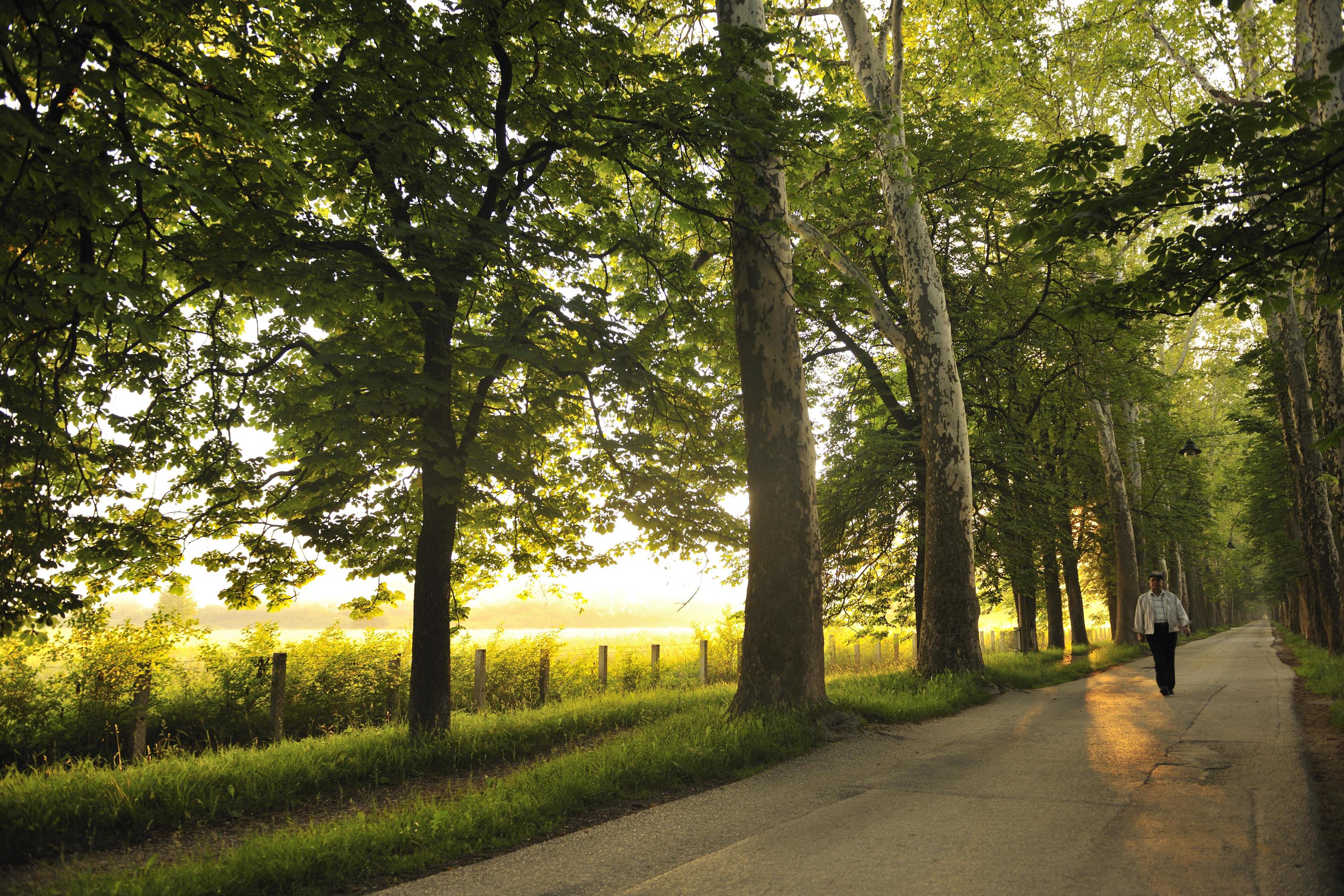 senior man walk in nature at sunrise Stock Free