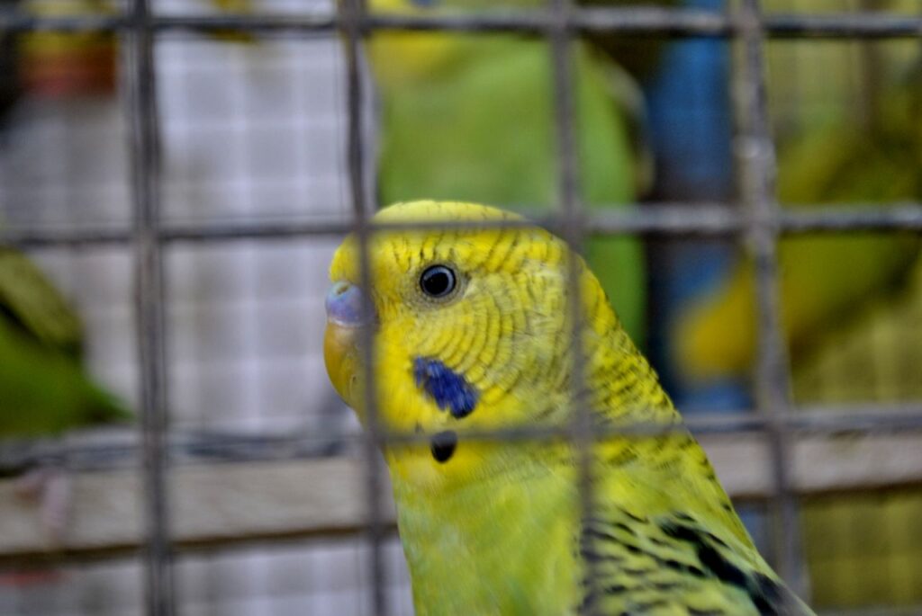 Bird In Cage Yellow Stock Free