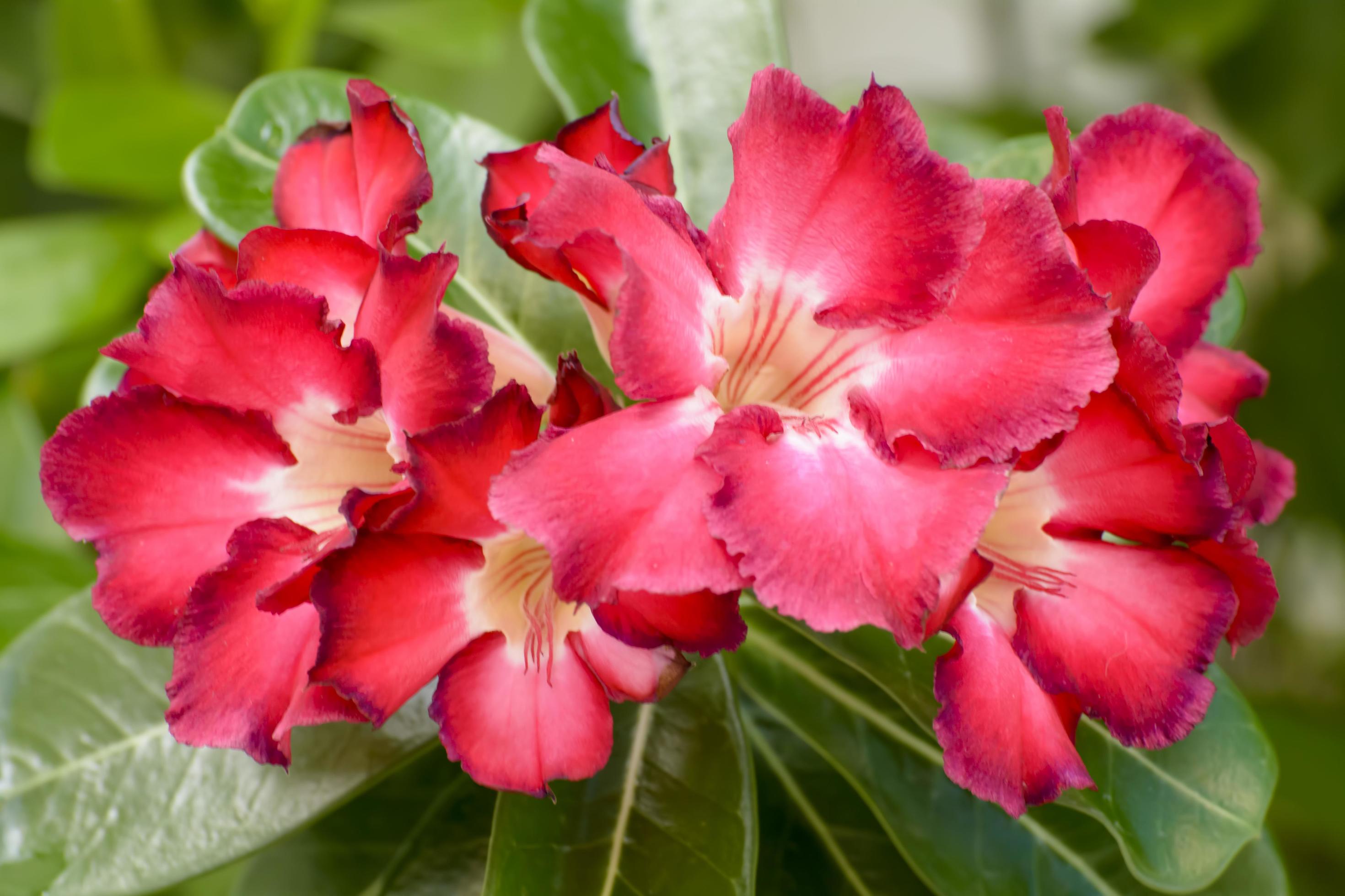 Desert Rose is a bright-colored flowers. Desert Roses are Thai Flower. Stock Free