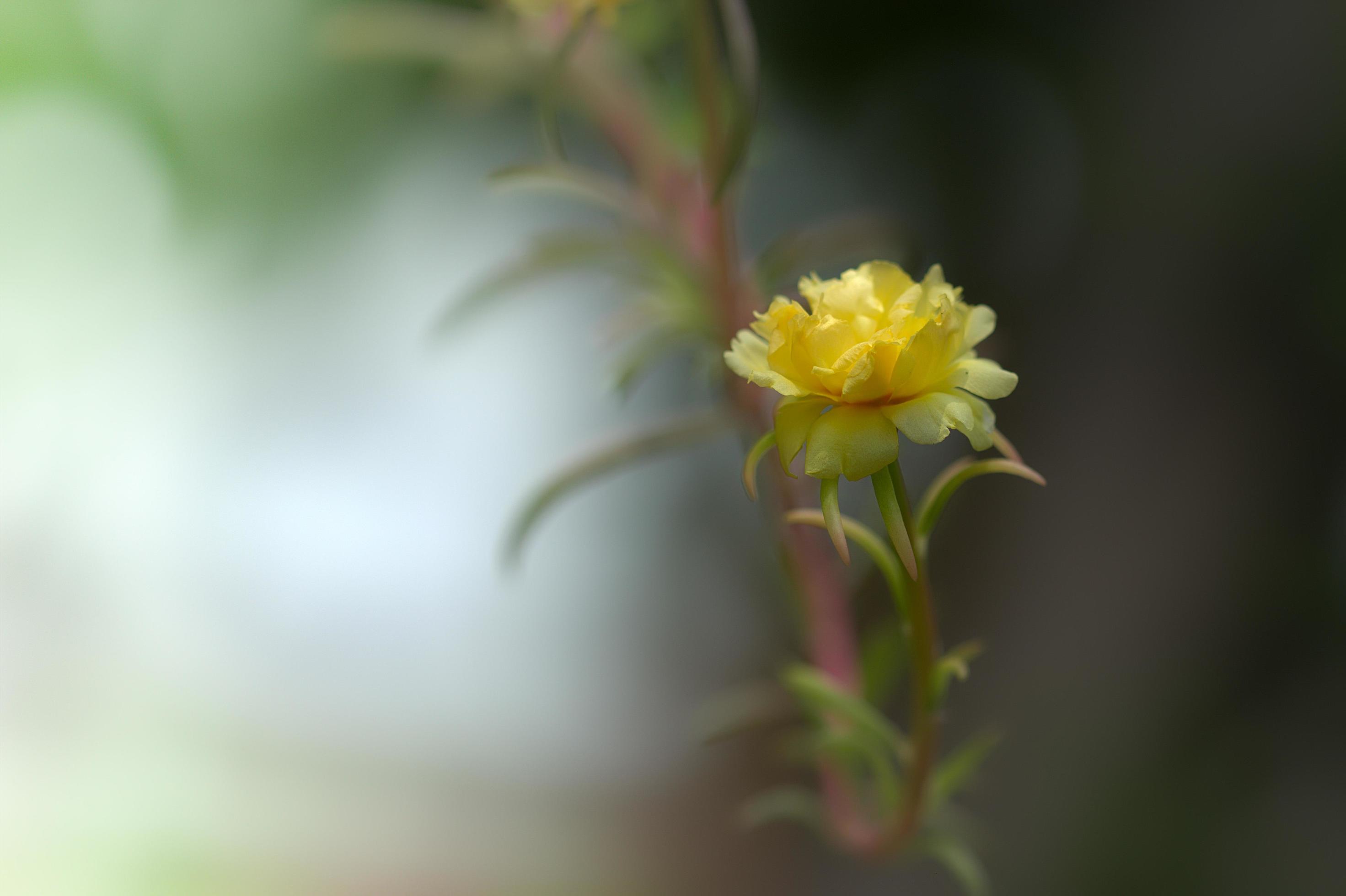 yellow Purslane flower selected focus Stock Free