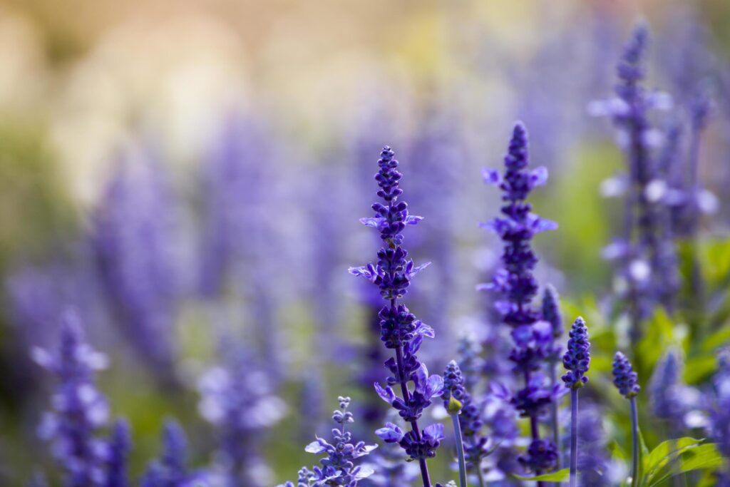 lavender flowers, close-up, selective focus Stock Free