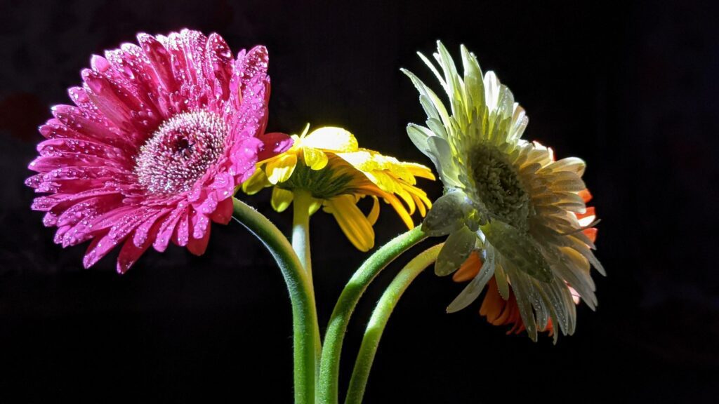 Flower Daisy Isolated on Black Background. night shoot. portrait Macro Closeup Stock Free