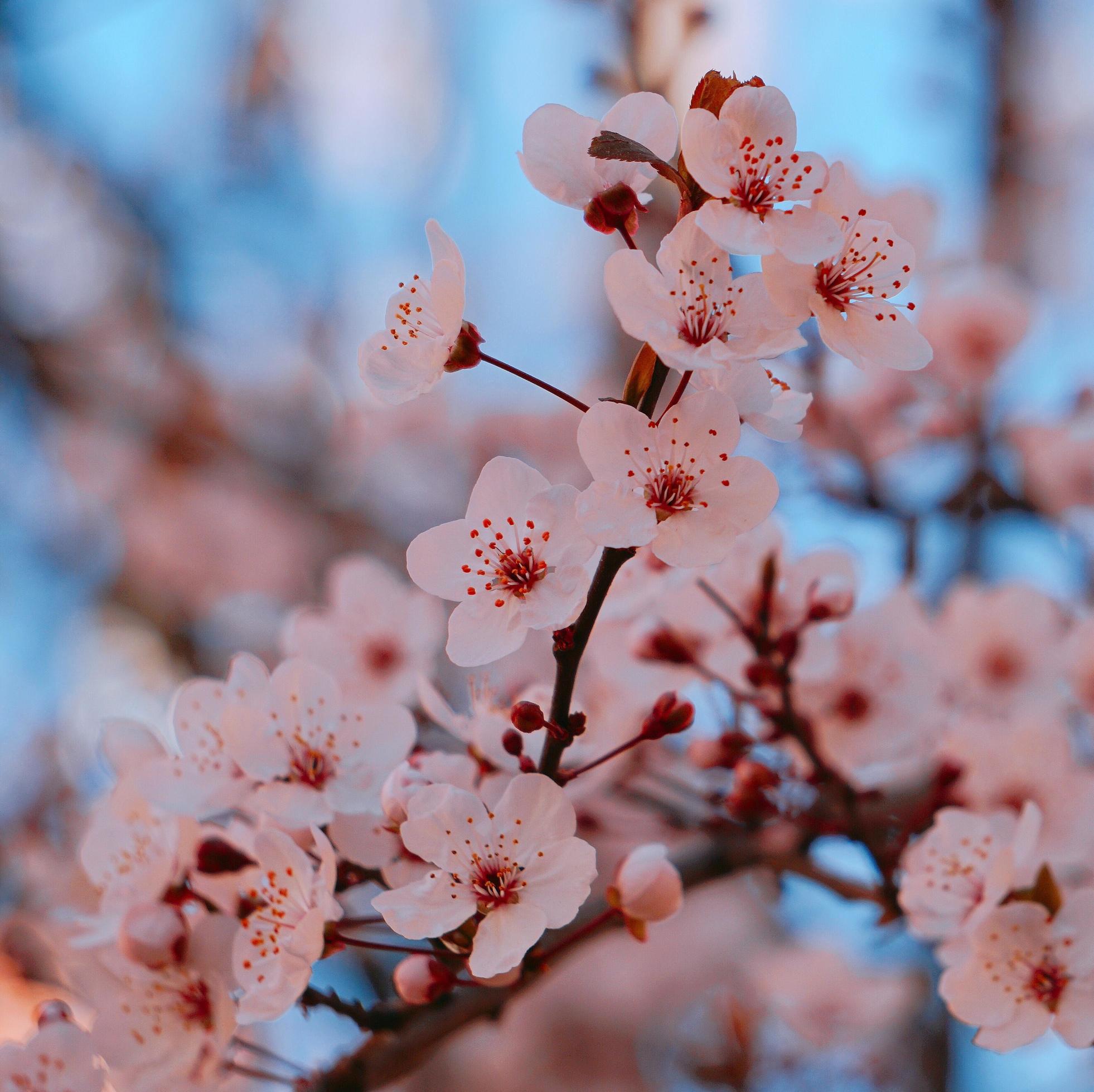 Beautiful pink flower in the spring season Stock Free