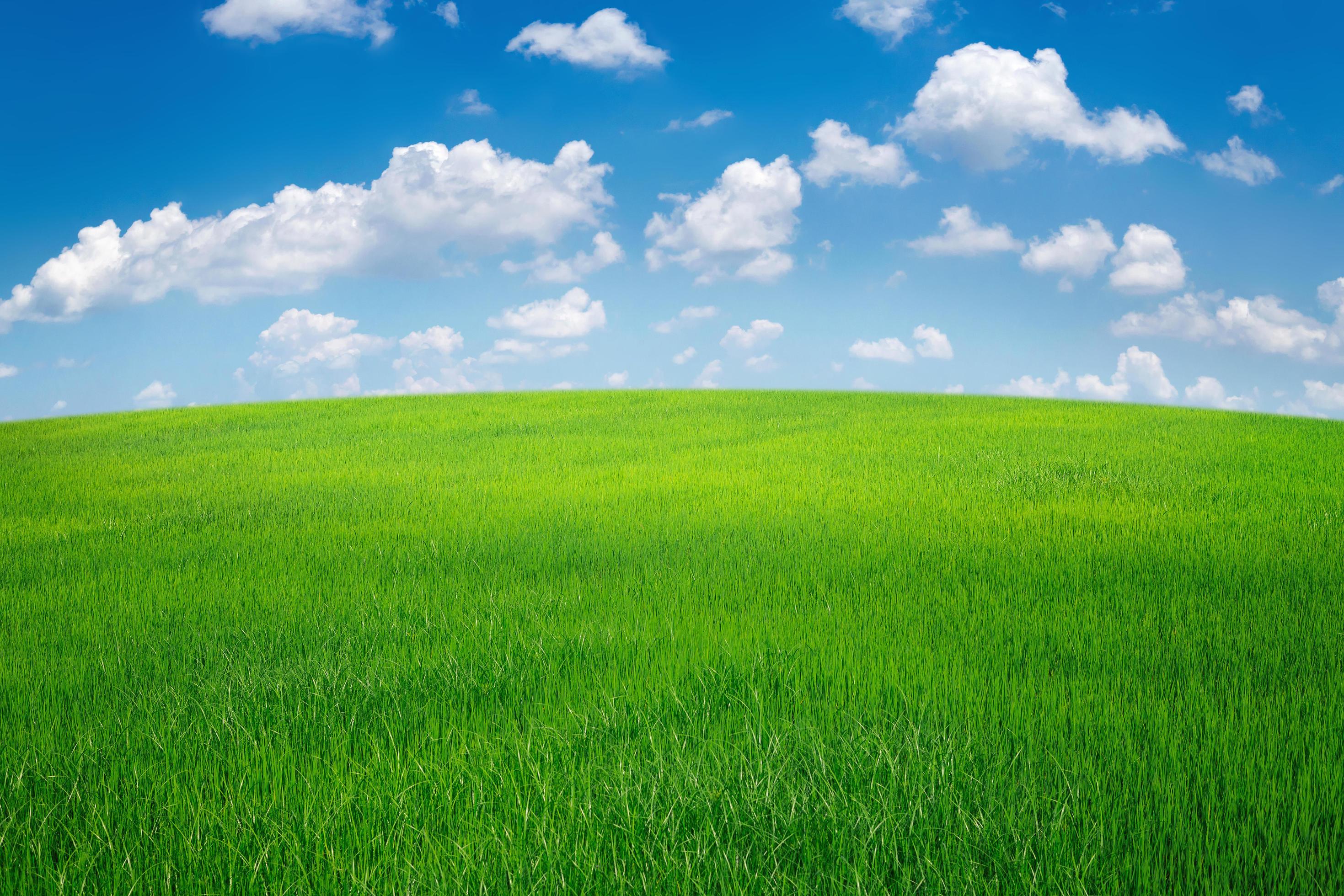 green grass field with blue sky ad white cloud. nature landscape background Stock Free