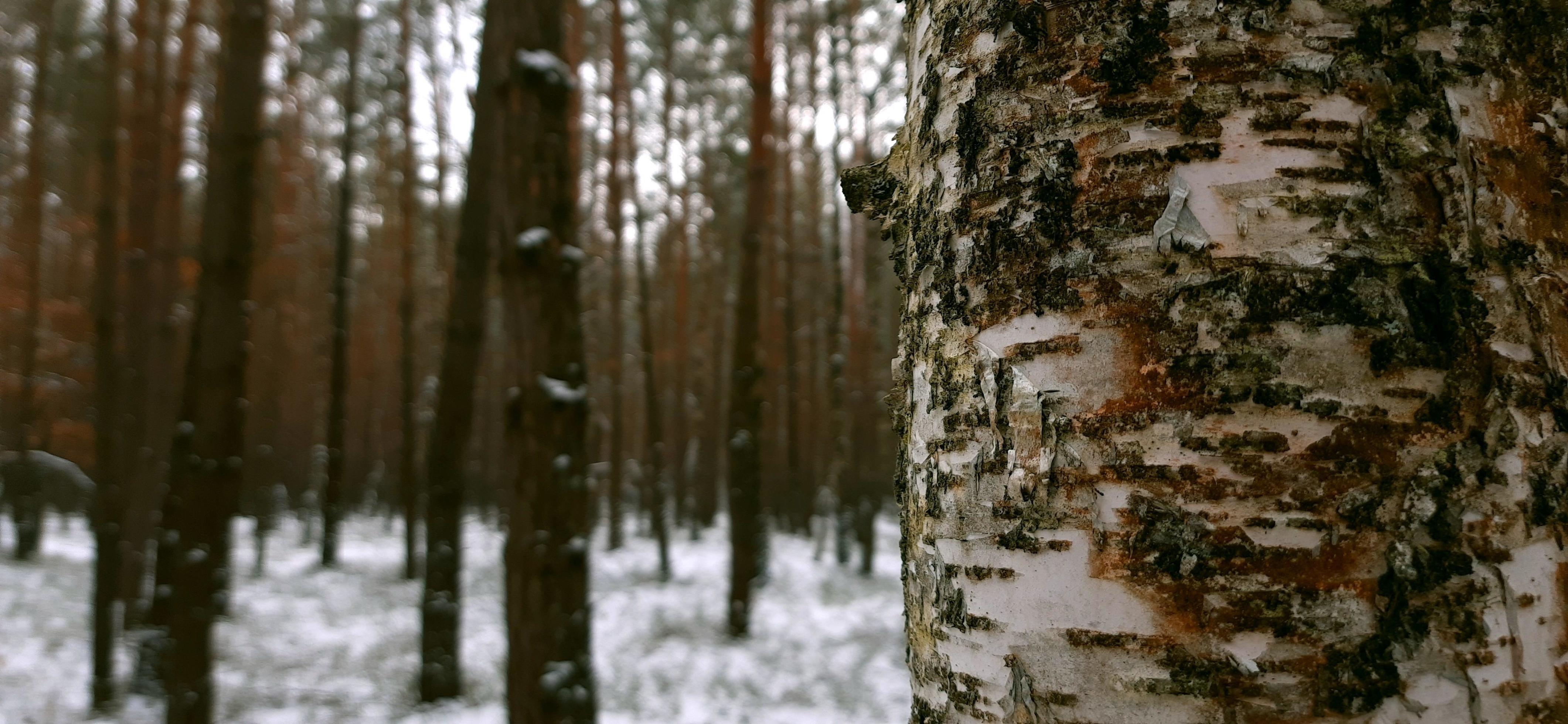 Background winter nature snow day Stock Free