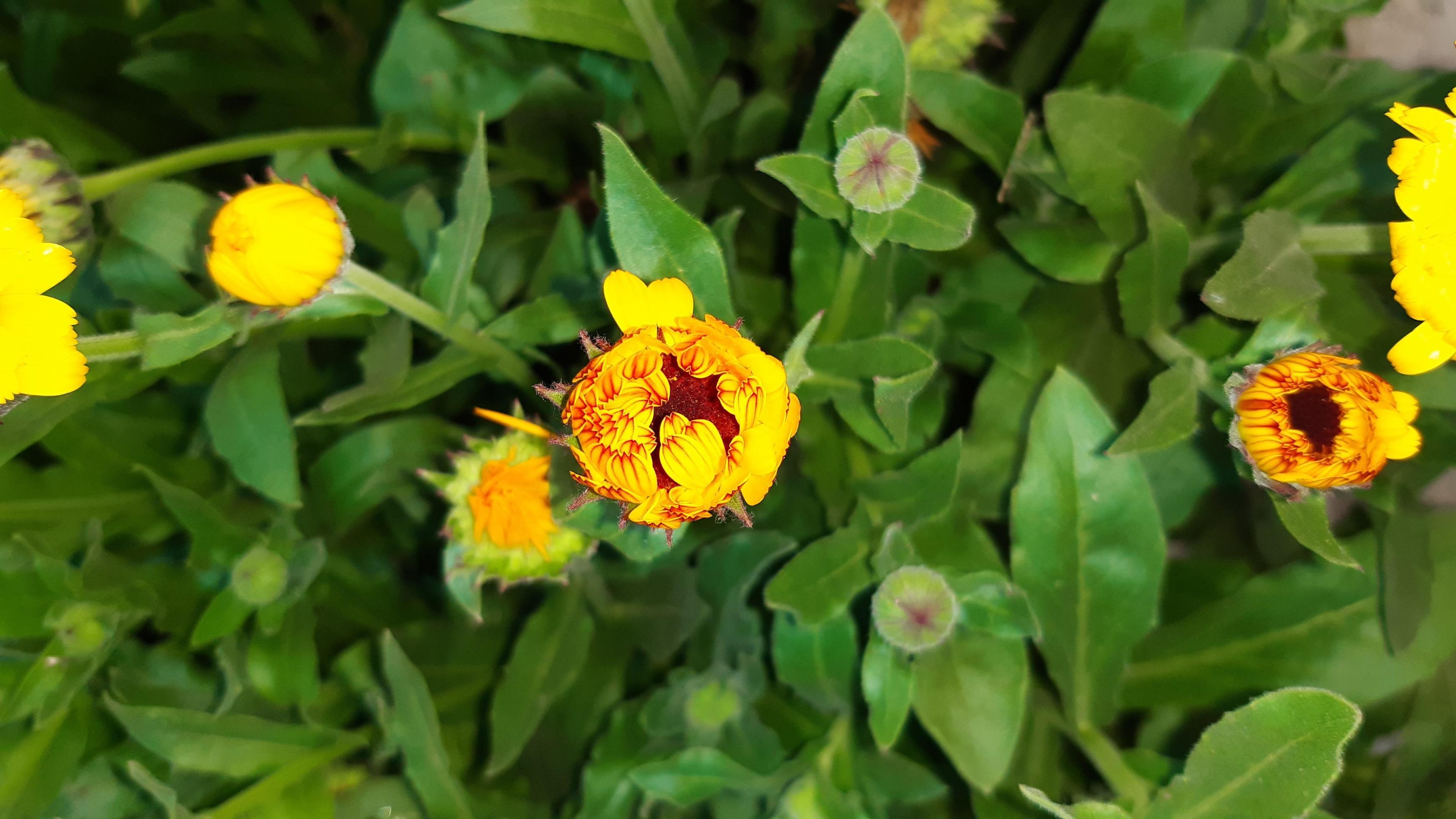 Calendula officinalis, the pot marigold, common marigold, ruddles or Scotch marigold, a flowering plant. Spring flower. Stock Free