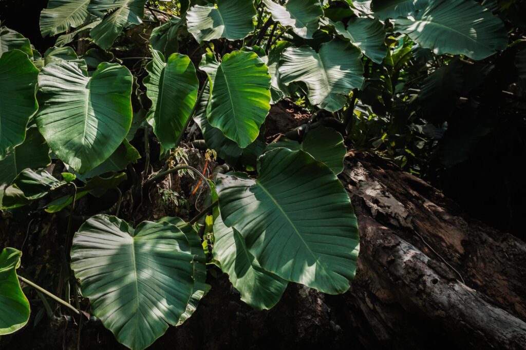 green leaf monstera in nature Stock Free