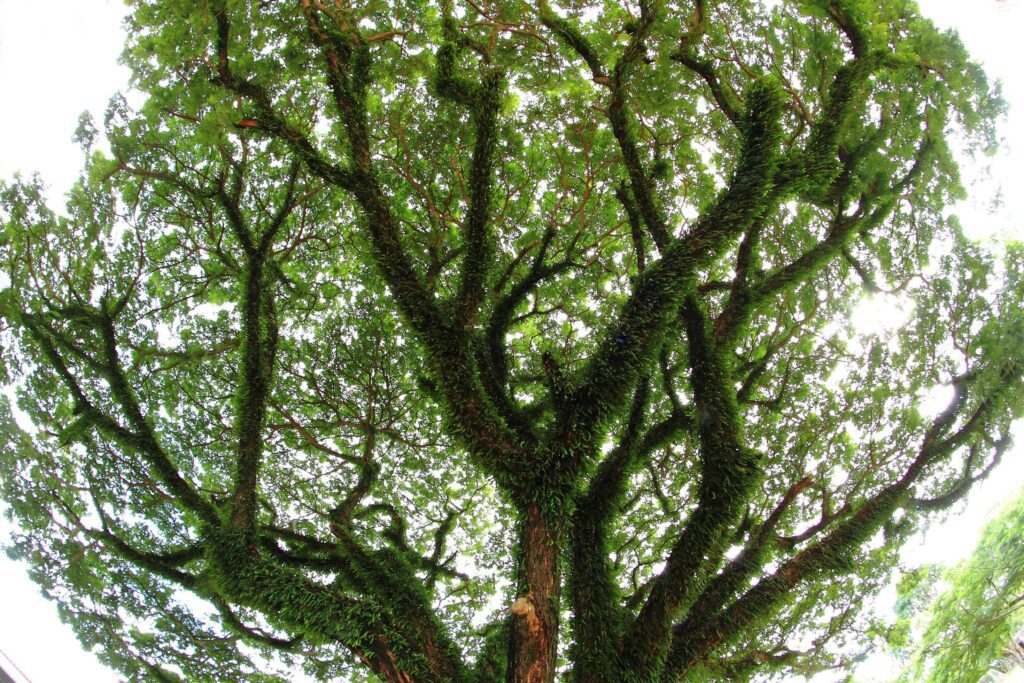 Under big green tree. Nature composition Stock Free