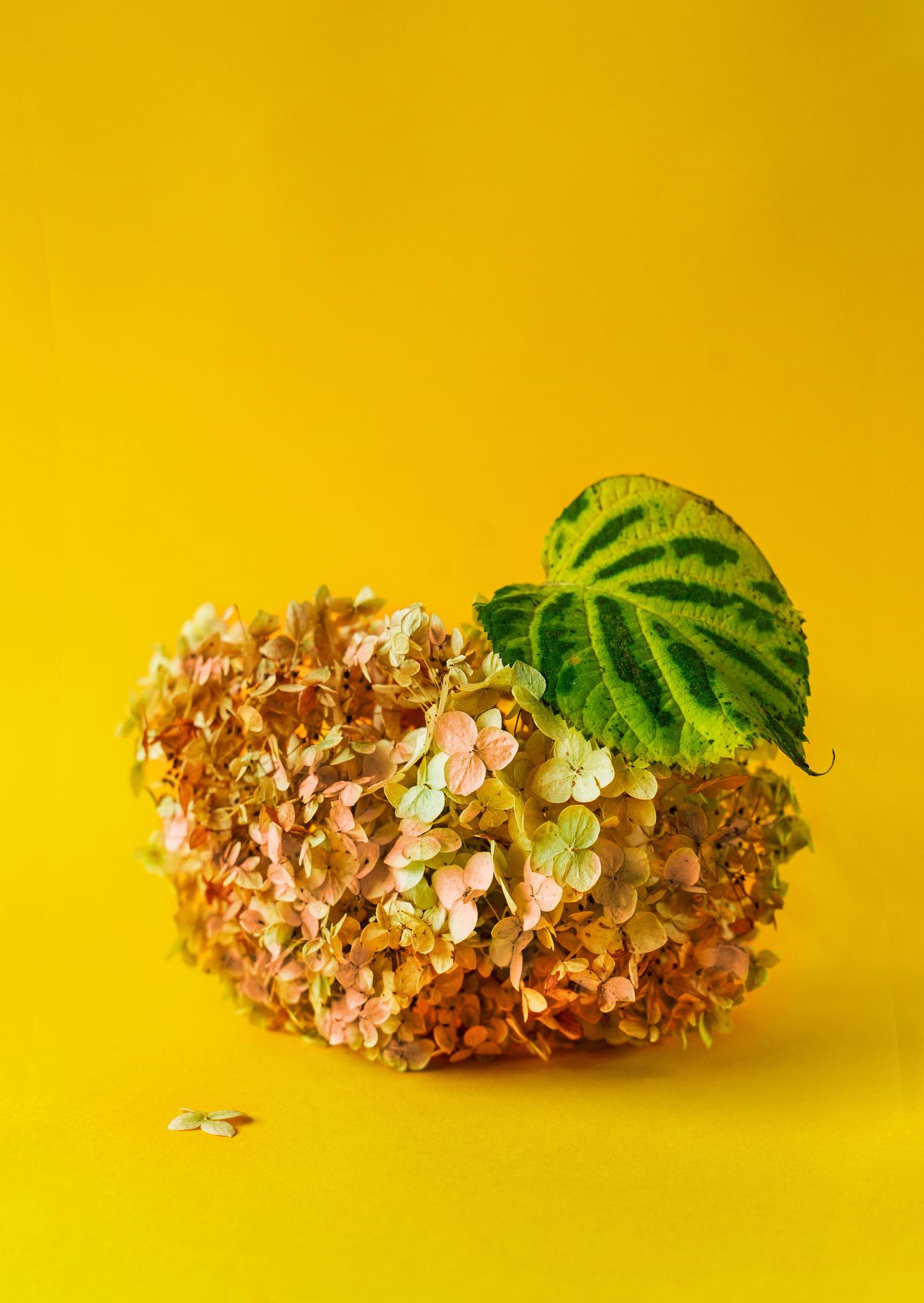 Hydrangea flowers and leaf arrangement imitating an apple on yellow background Stock Free