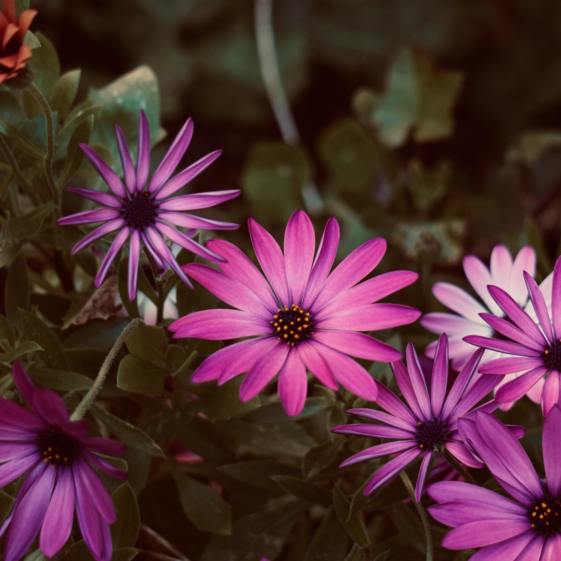 Romantic pink flowers in the garden in spring season Stock Free